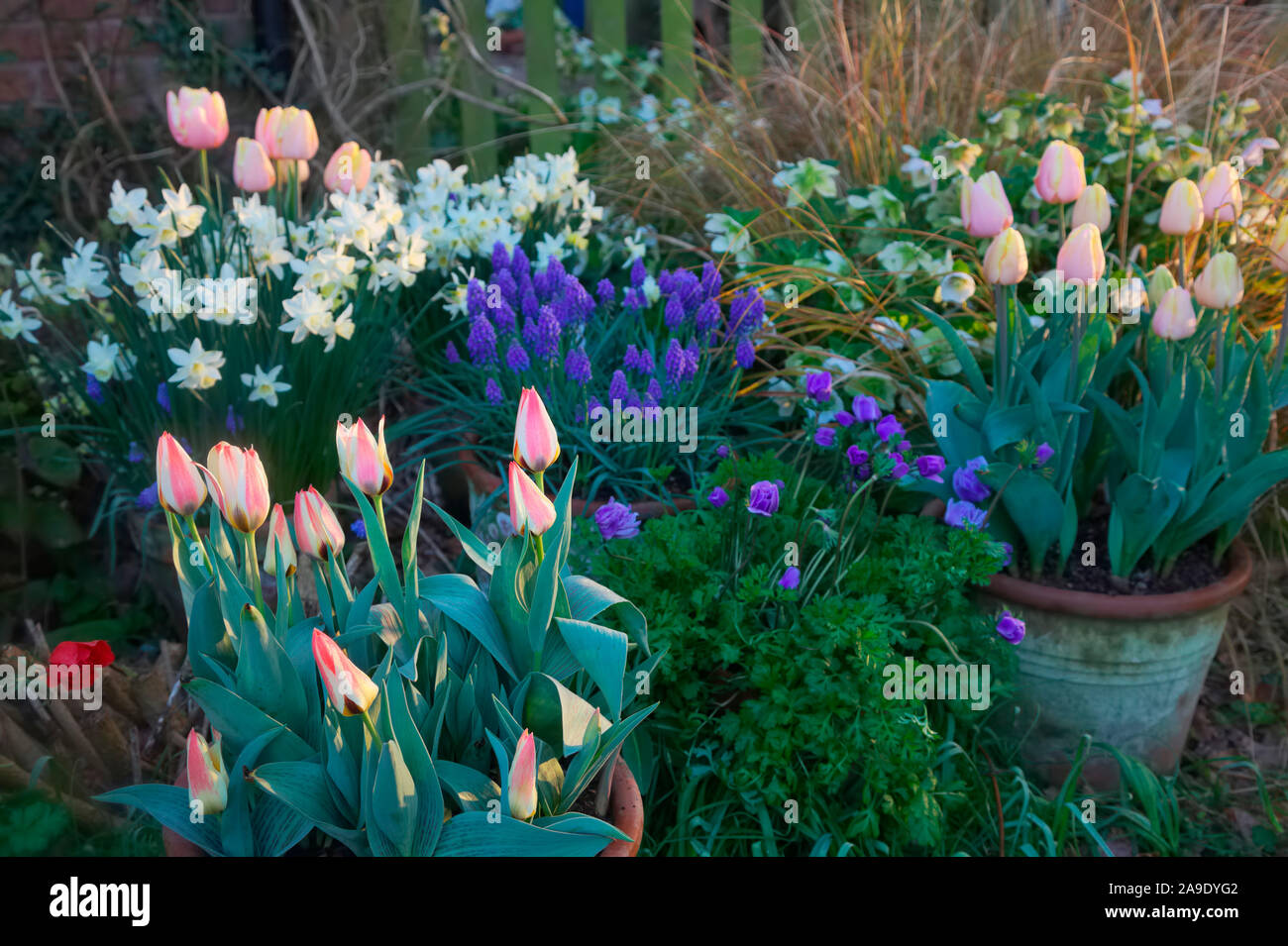 Colourful spring pot combinations using Tulipa 'Addis', Tulipa 'Mango Charm',  Muscari armenicum - Anemone coronaria (De Caen Group) 'Hollandia',  Ane Stock Photo