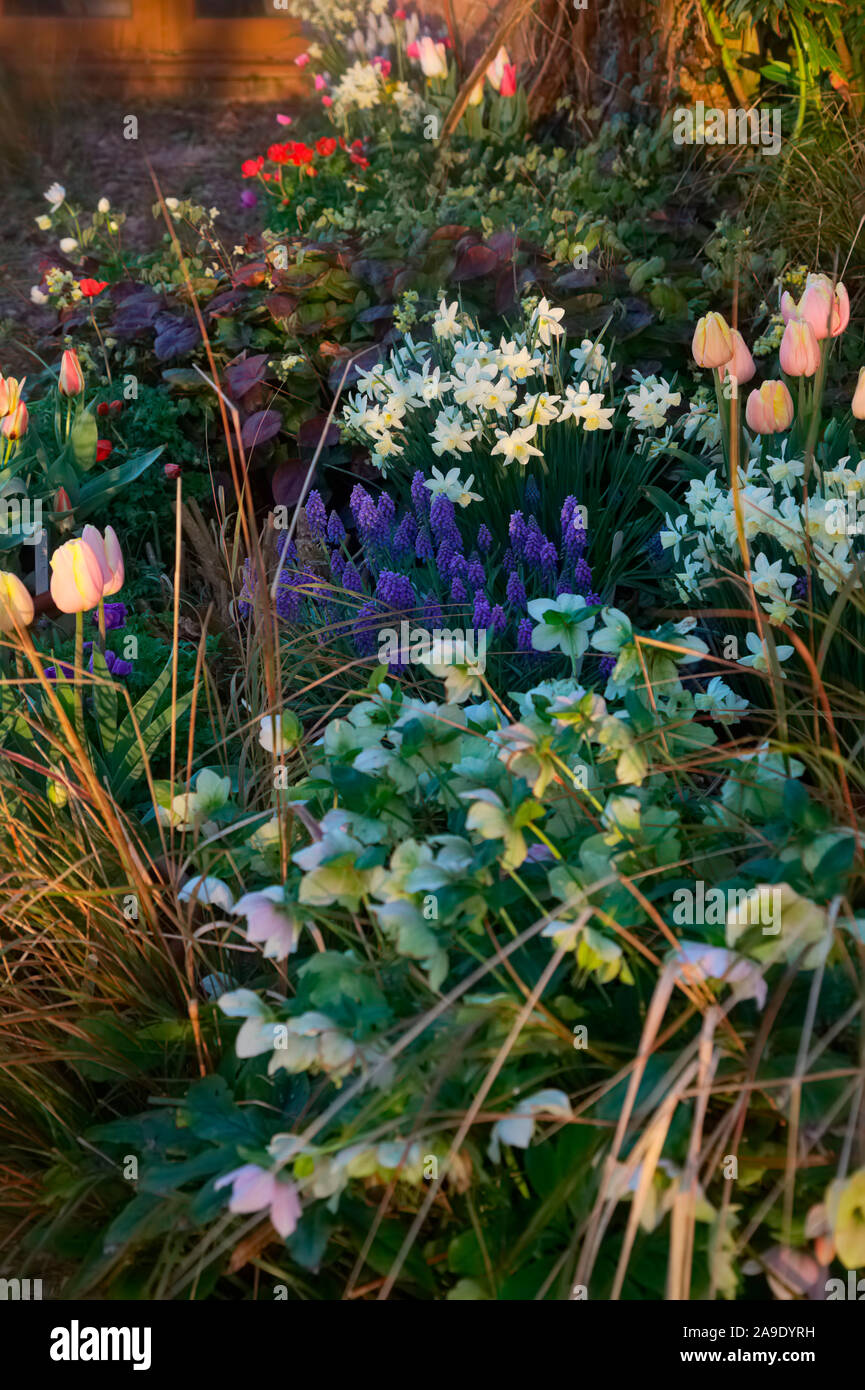 Colourful spring pot combinations using Tulipa 'Addis', Tulipa 'Mango Charm',  Muscari armenicum - Anemone coronaria (De Caen Group) 'Hollandia',  Ane Stock Photo