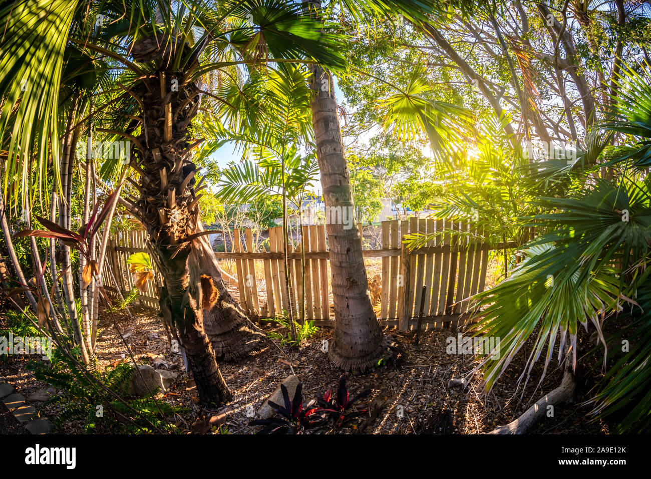 Jungle adventure, australia hi-res stock photography and images - Alamy