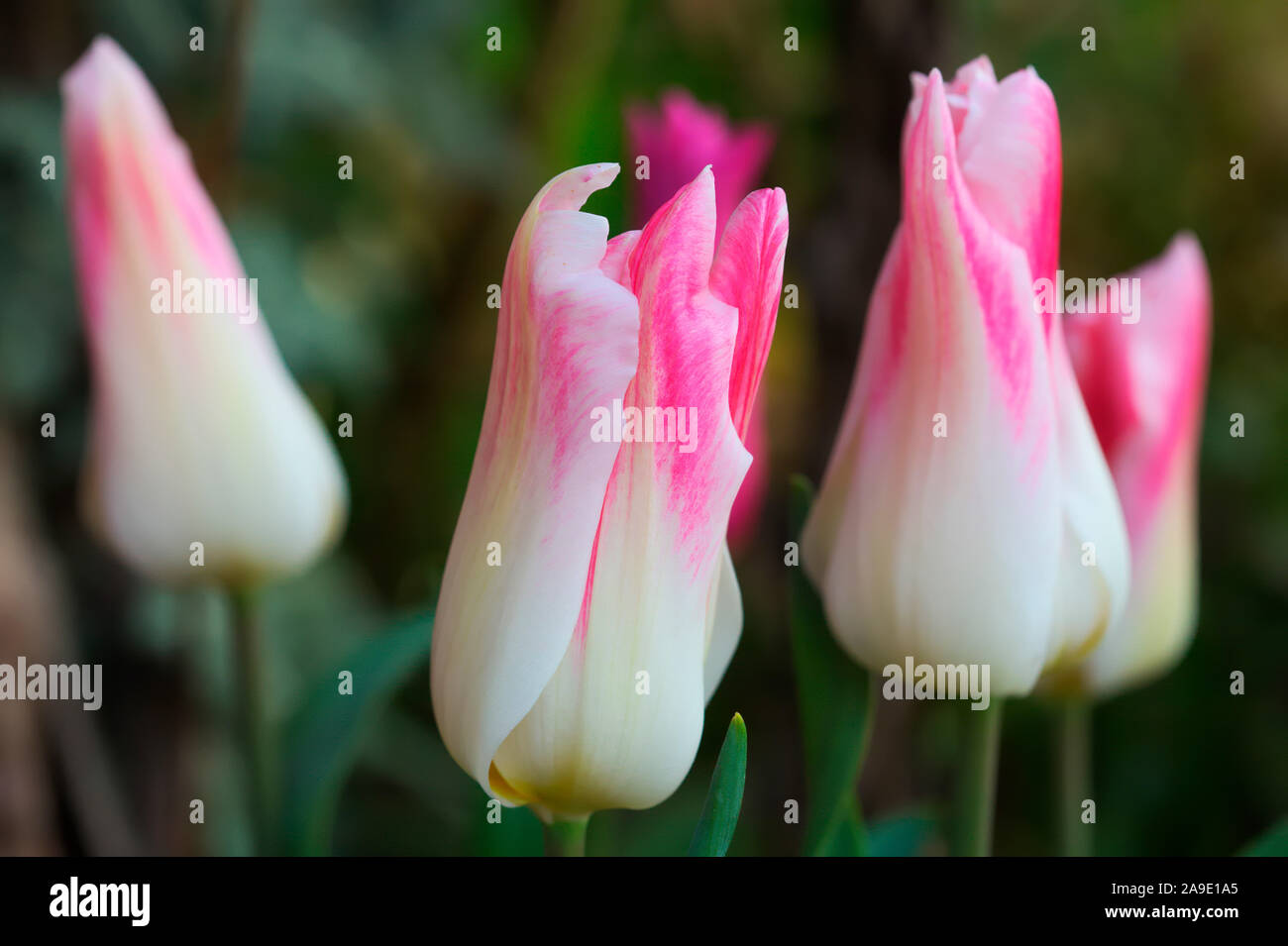 Tulipa 'Ballade' Stock Photo