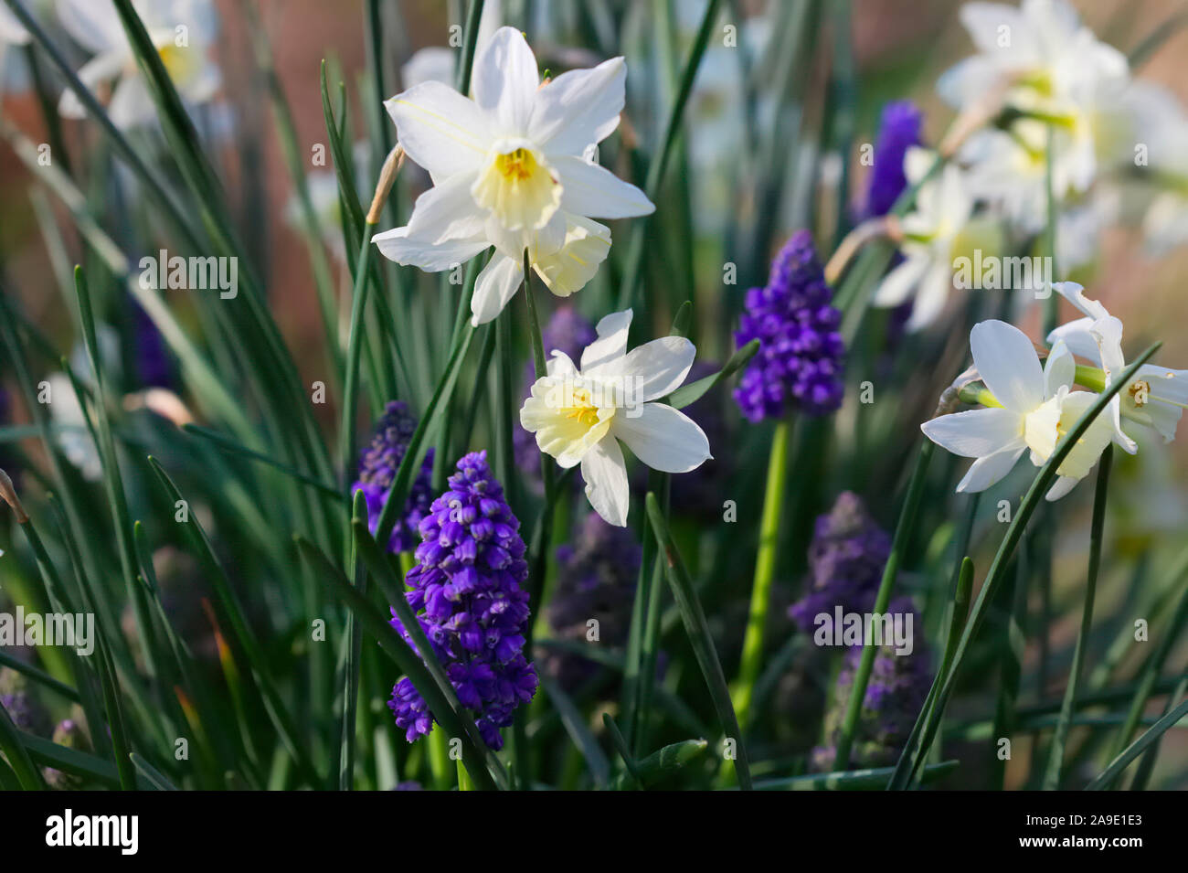 Narcissus 'Sailboat' (7) AGM with Muscari armeniacum AGM Stock Photo