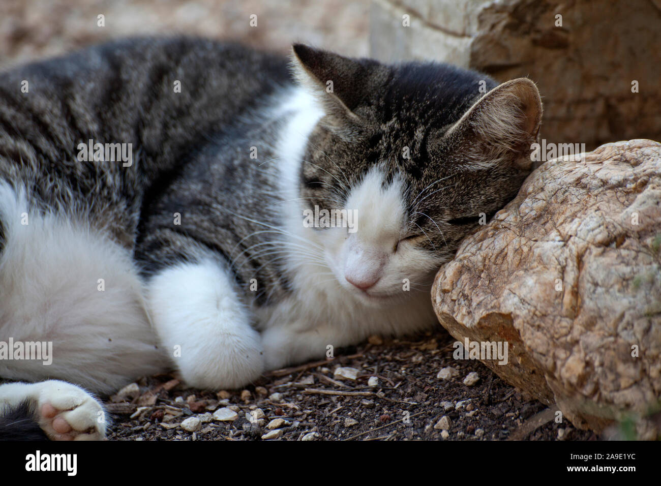 Sleeping cat outside Stock Photo Alamy
