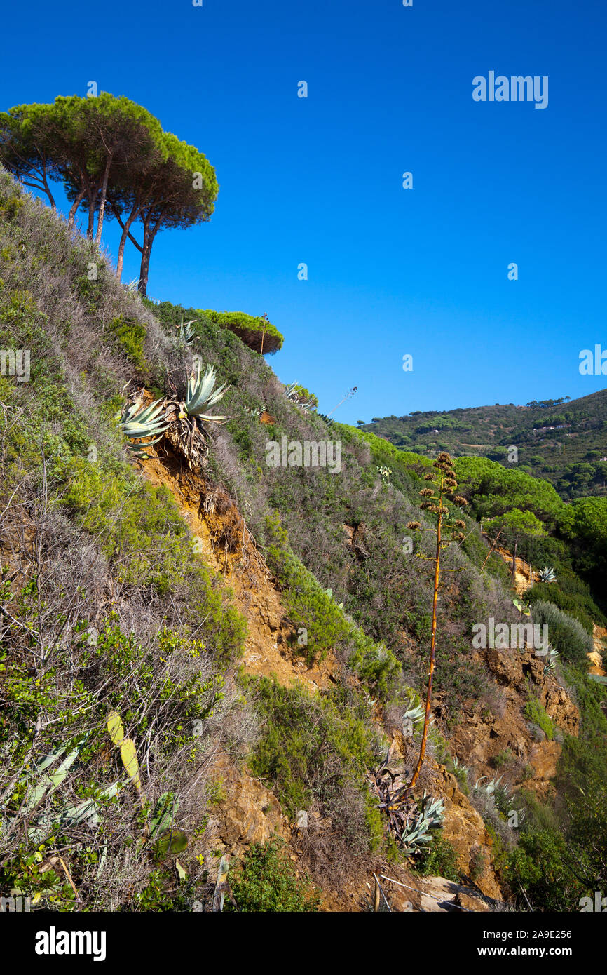 Steep slope with Mediterranean vegetation Stock Photo