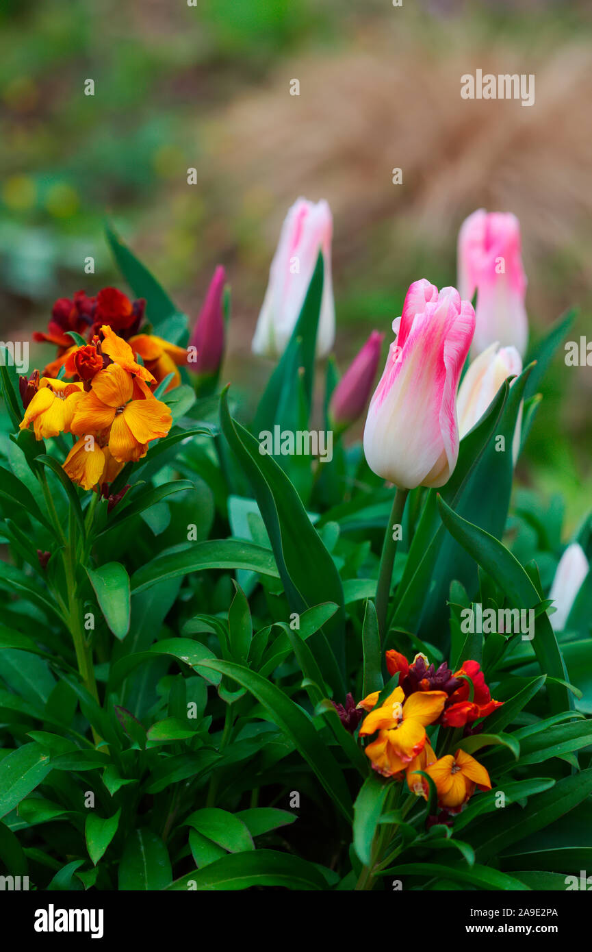 Tulipa 'Ballade' with Erysimum or Cheiranthus 'Fair Lady Mixed' Stock Photo