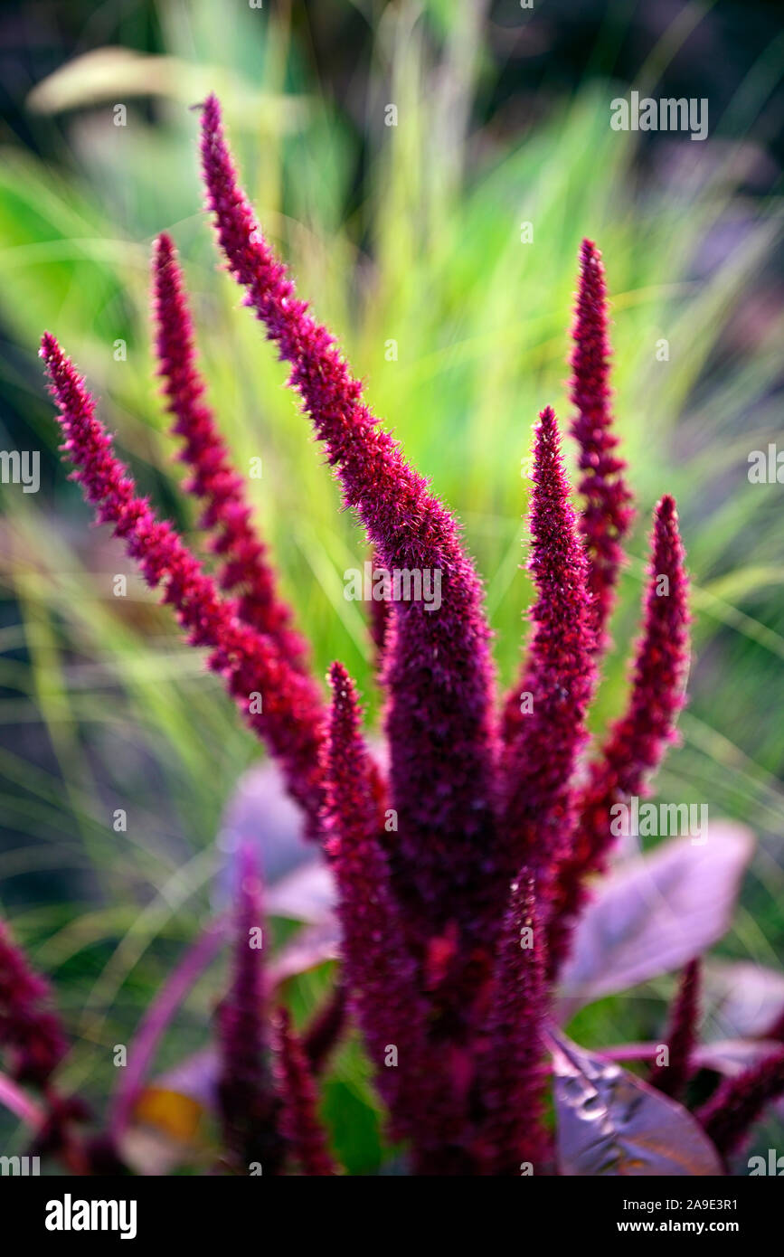 Amaranthus cruentus,purple amaranth,flowers,flower spikes,backlit,backlighting,annual,annuals,RM Floral Stock Photo