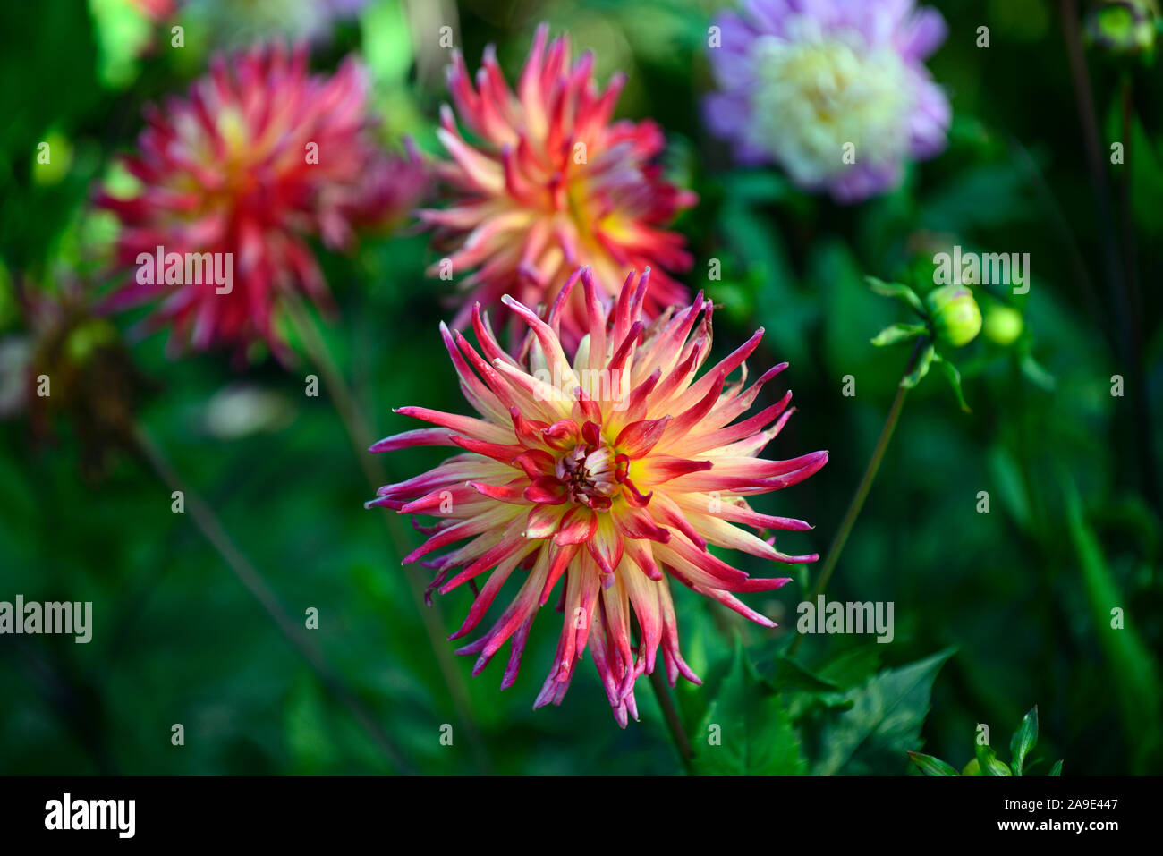 Dahlia Vancouver,Dinnerplate dahlias,purple,pink,flower,flowers