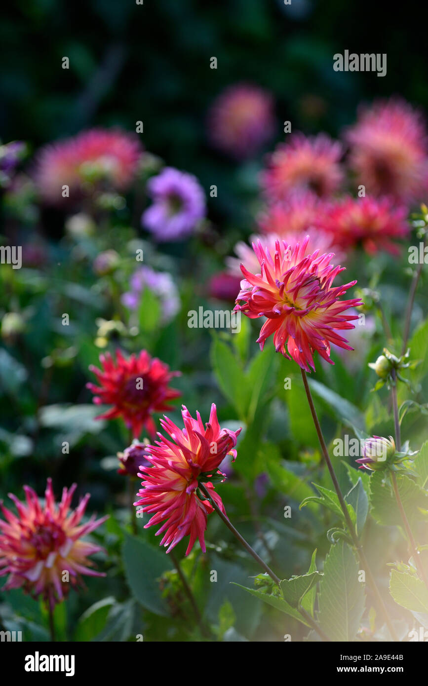 Dahlia Vancouver,Dinnerplate dahlias,purple,pink,flower,flowers