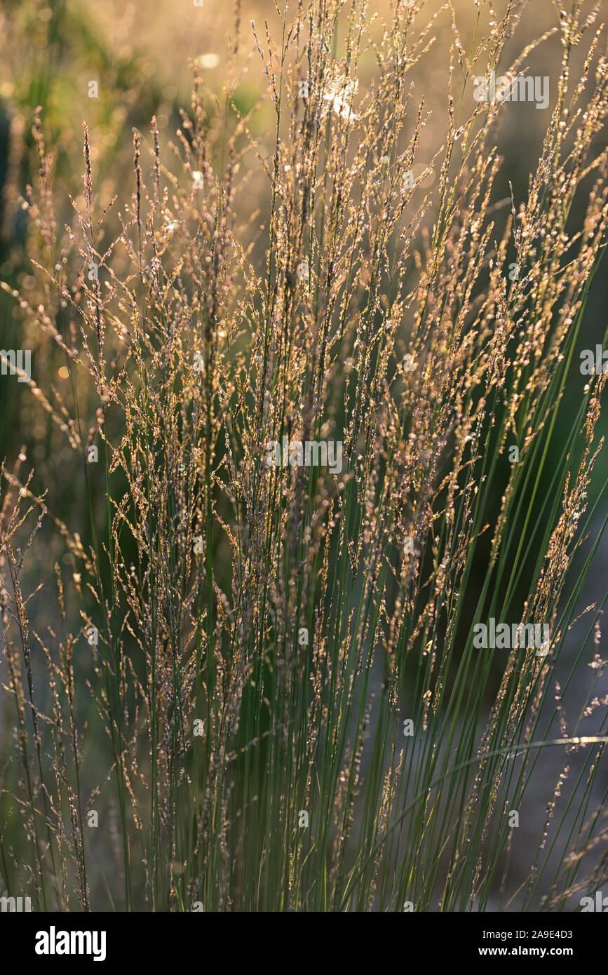 Calamagrostis × acutiflora Karl Foerster,feather reed-grass Karl Foerster,ornamental grasses,grass,evening light,backlit,backlighting,glow,gardens,gar Stock Photo