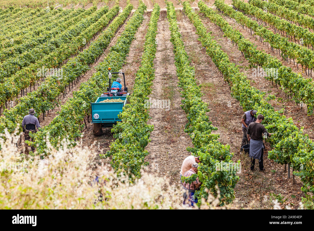 Harvest hands work in the vineyard Stock Photo Alamy