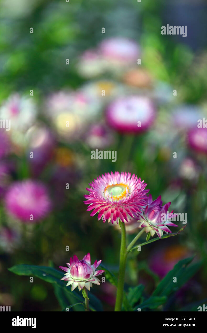 Helichrysum bracteatum pastel mixed,straw daisy,paper daisy,strawflowers,everlasting,flowers,RM Floral Stock Photo