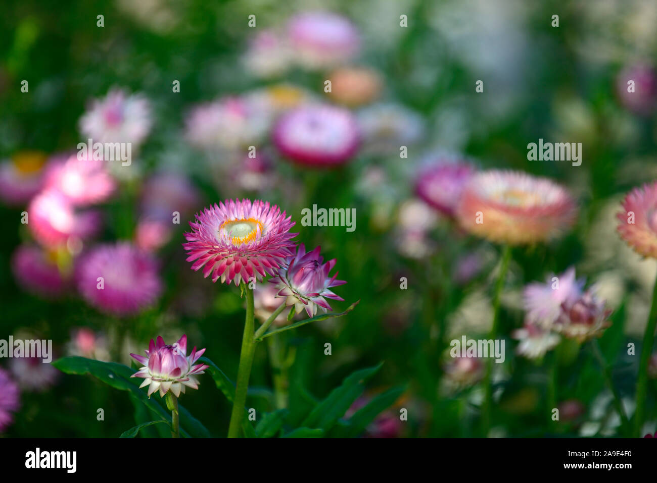Helichrysum bracteatum pastel mixed,straw daisy,paper daisy,strawflowers,everlasting,flowers,RM Floral Stock Photo
