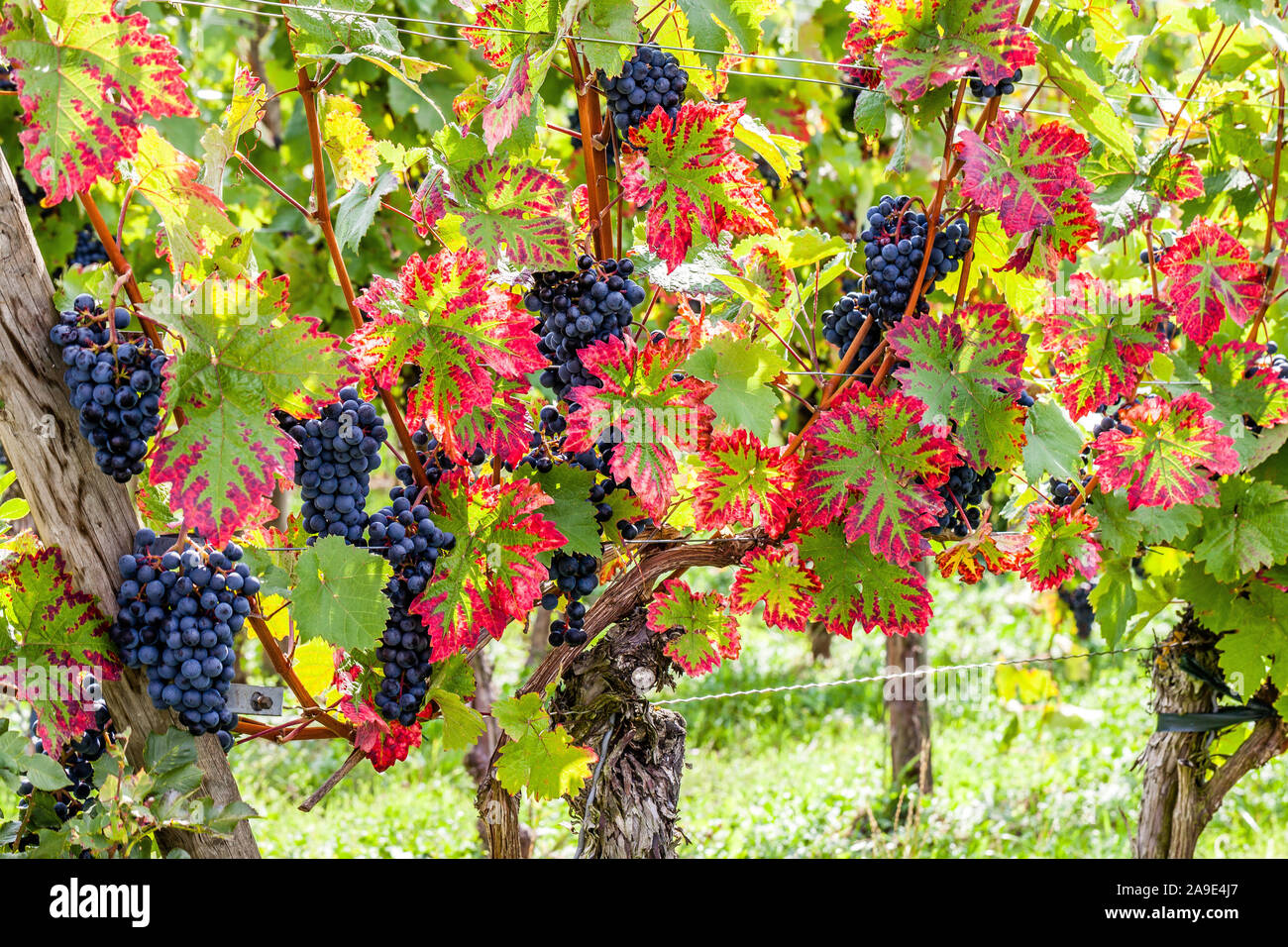 Ripe grapes on vine Stock Photo