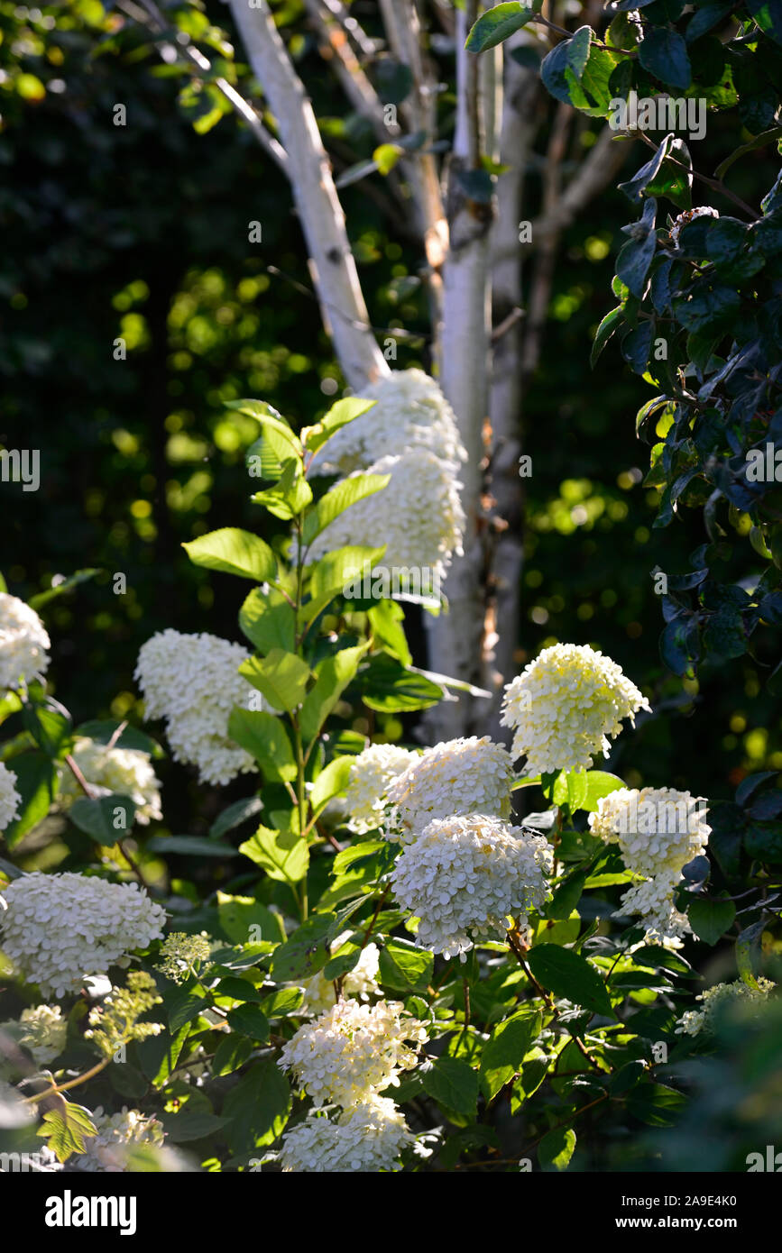 hydrangea paniculata limelight,panicle,panicles,flowers,flowering,flower,white,gardening ,RM Floral Stock Photo