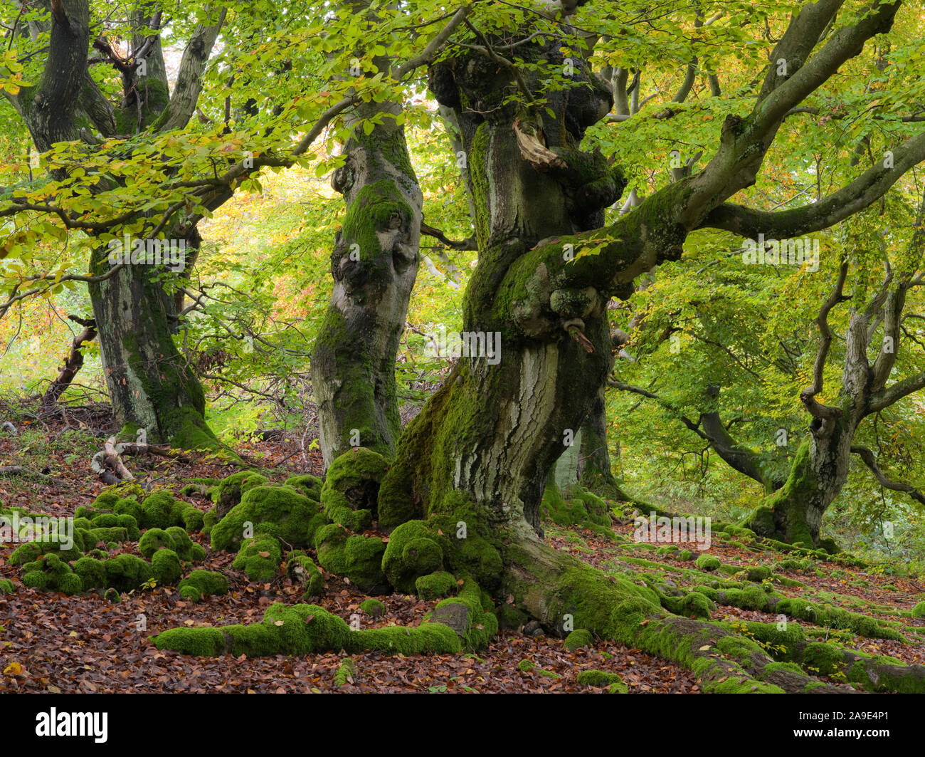 Aged beech trees hi-res stock photography and images - Alamy