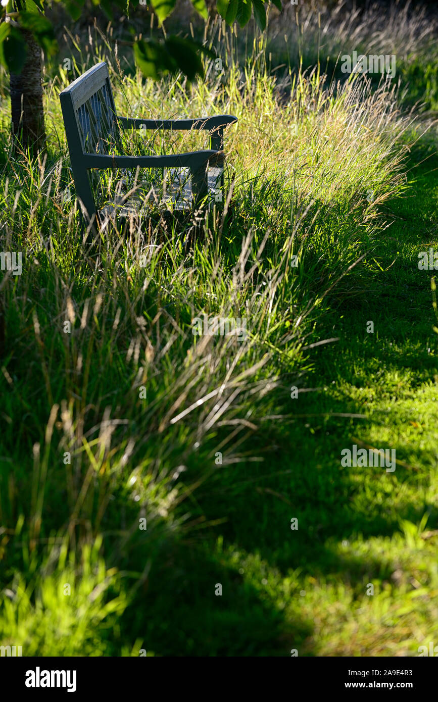 grass meadow,mown path,pathway,seat,seating,bench,sidelighting,contemplation,contemplative,peaceful,peace,meditate,meditative,nature,gardens,garden,RM Stock Photo