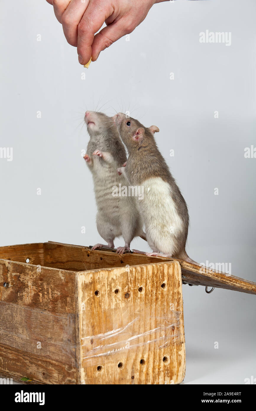 Two rats standing on a wooden box Stock Photo