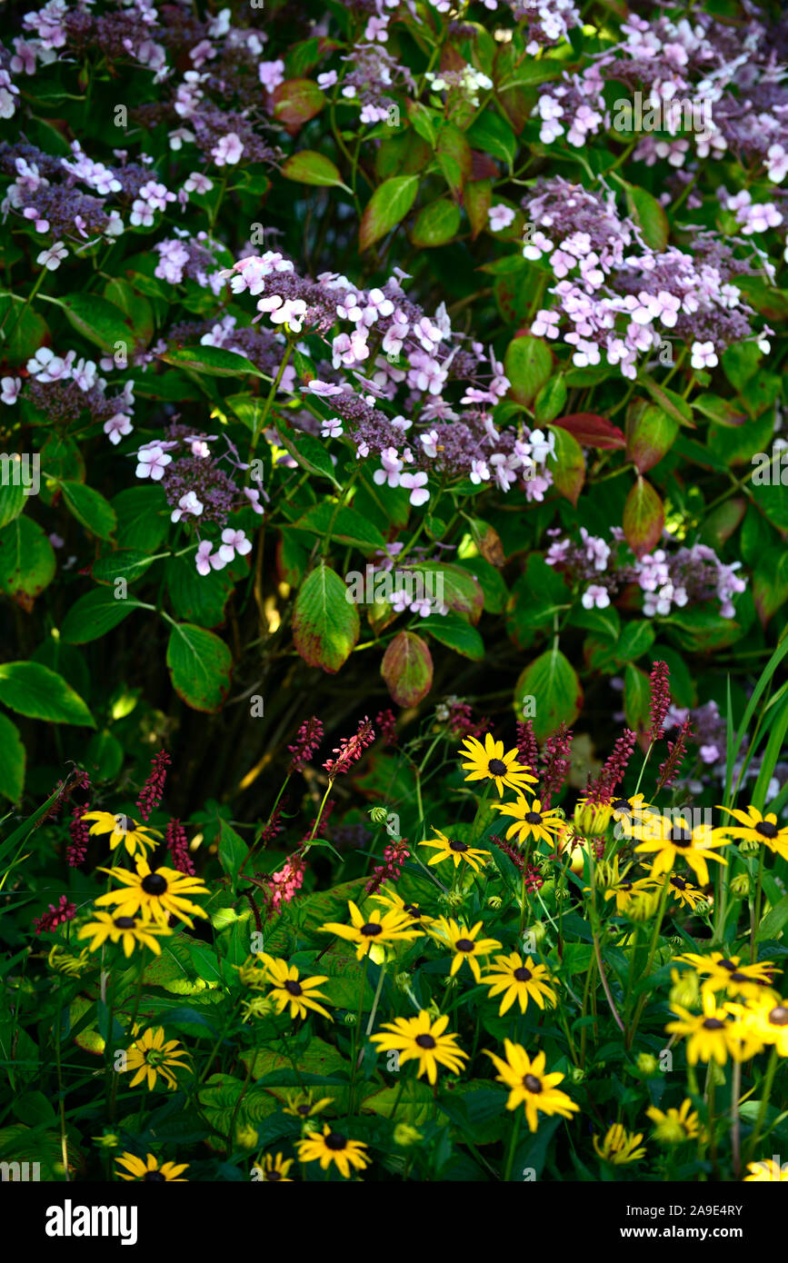 Hydrangea aspera Villosa group,Lacecap flowers,purple flowers,rudbeckia,blackeyed susan,flower,flowering,garden,gardens,RM floral Stock Photo
