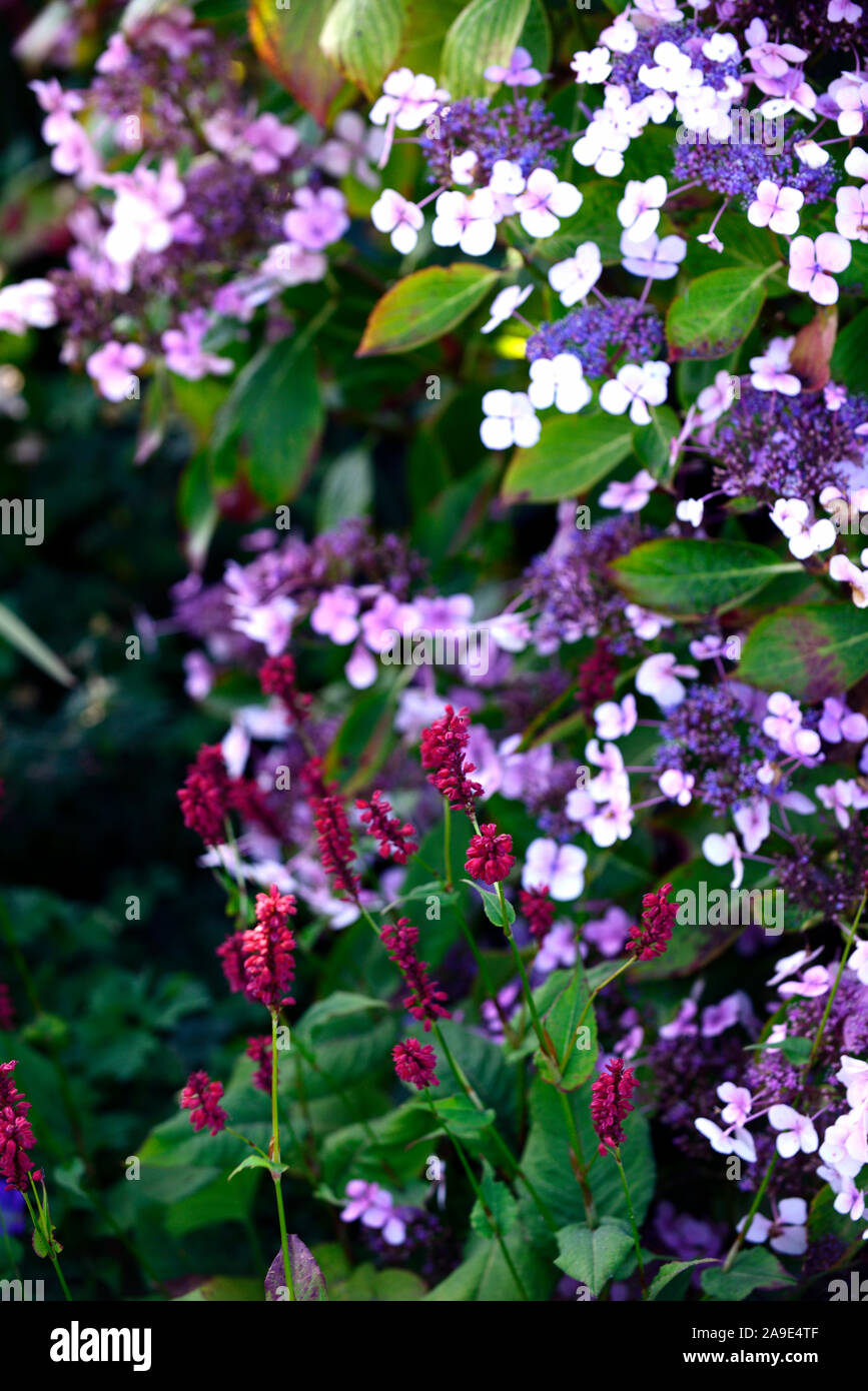 Hydrangea aspera Villosa group,Lacecap flowers,purple flowers,persicaria,flower,flowering,garden,gardens,RM floral Stock Photo