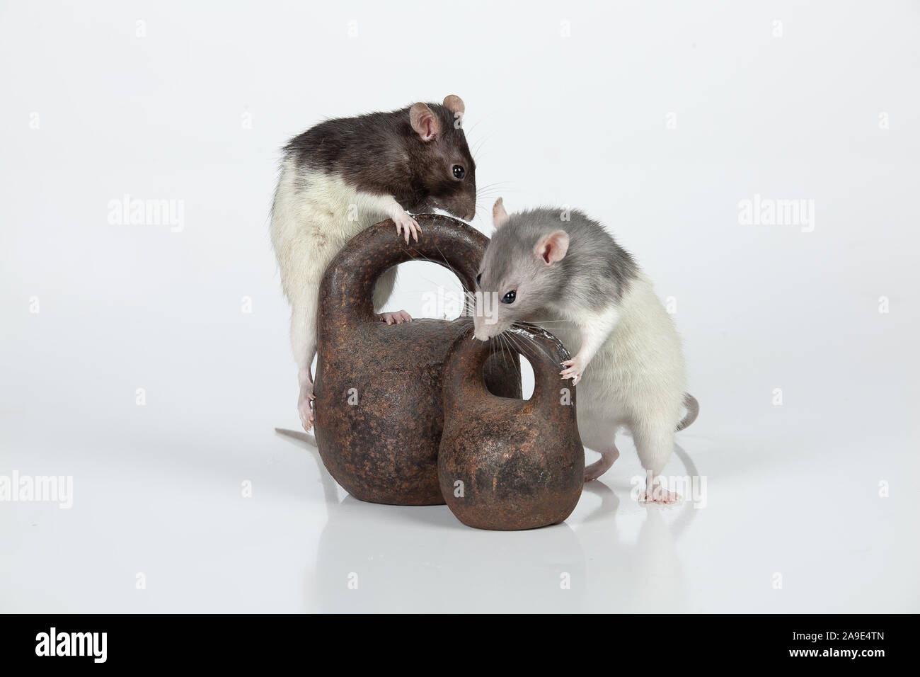 Two rats and old iron weights on an isolated studio background Stock Photo