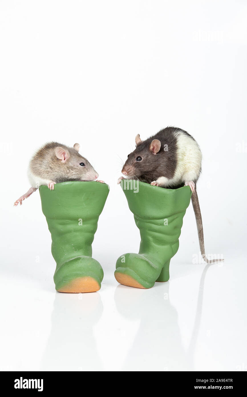Two rats and toy ceramic boots on an isolated studio background Stock Photo
