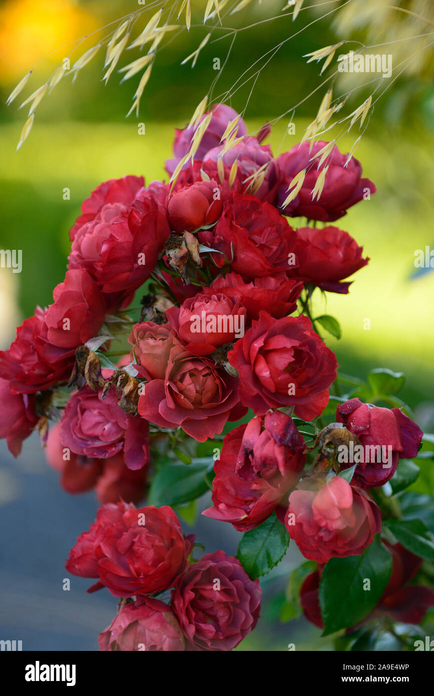 Rosa Hot Chocolate,rose hot chocolate,floribunda rose,roses,russet brown,flower,flowers,flowering,RM Floral Stock Photo
