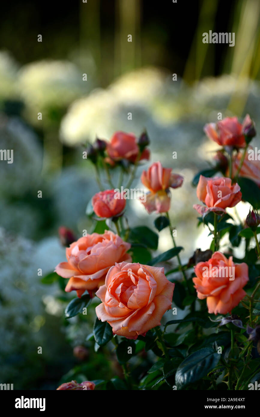 Rosa Summer Song,rose Summer Song,shrub rose,roses,orange  red,flower,flowers,flowering,RM Floral Stock Photo - Alamy