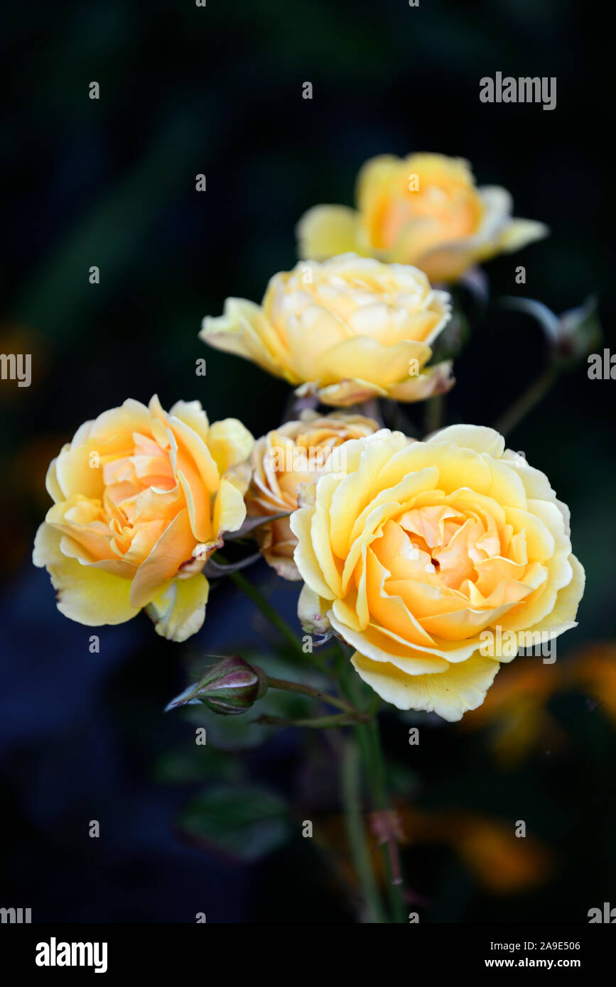 Rosa Lady of Shalott,rose Lady of Shalott,shrub rose,roses,flower,flowers,flowering,RM Floral Stock Photo
