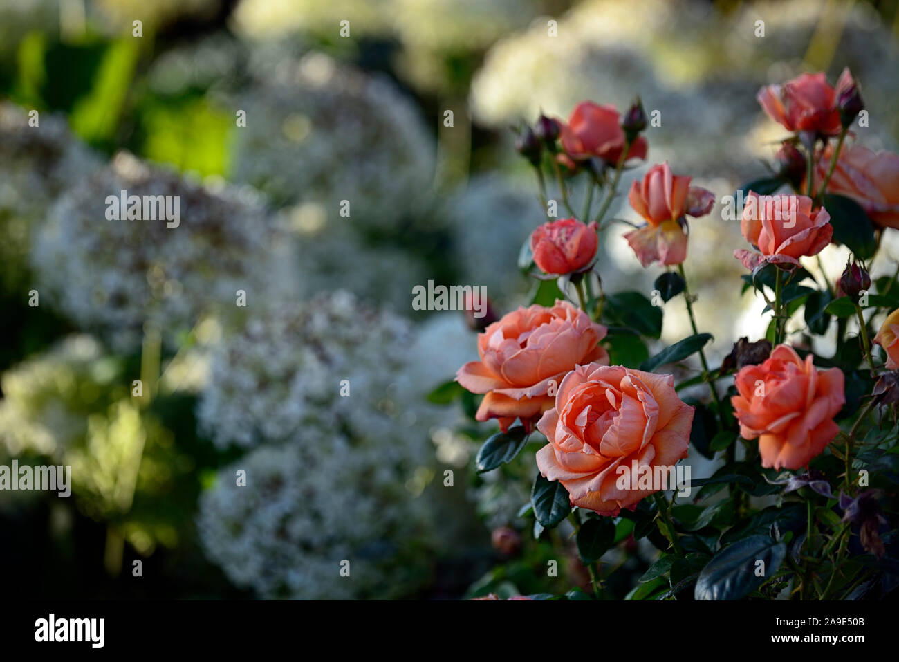 Rosa Summer Song,rose Summer Song,shrub rose,roses,orange red,flower,flowers,flowering,RM  Floral Stock Photo - Alamy