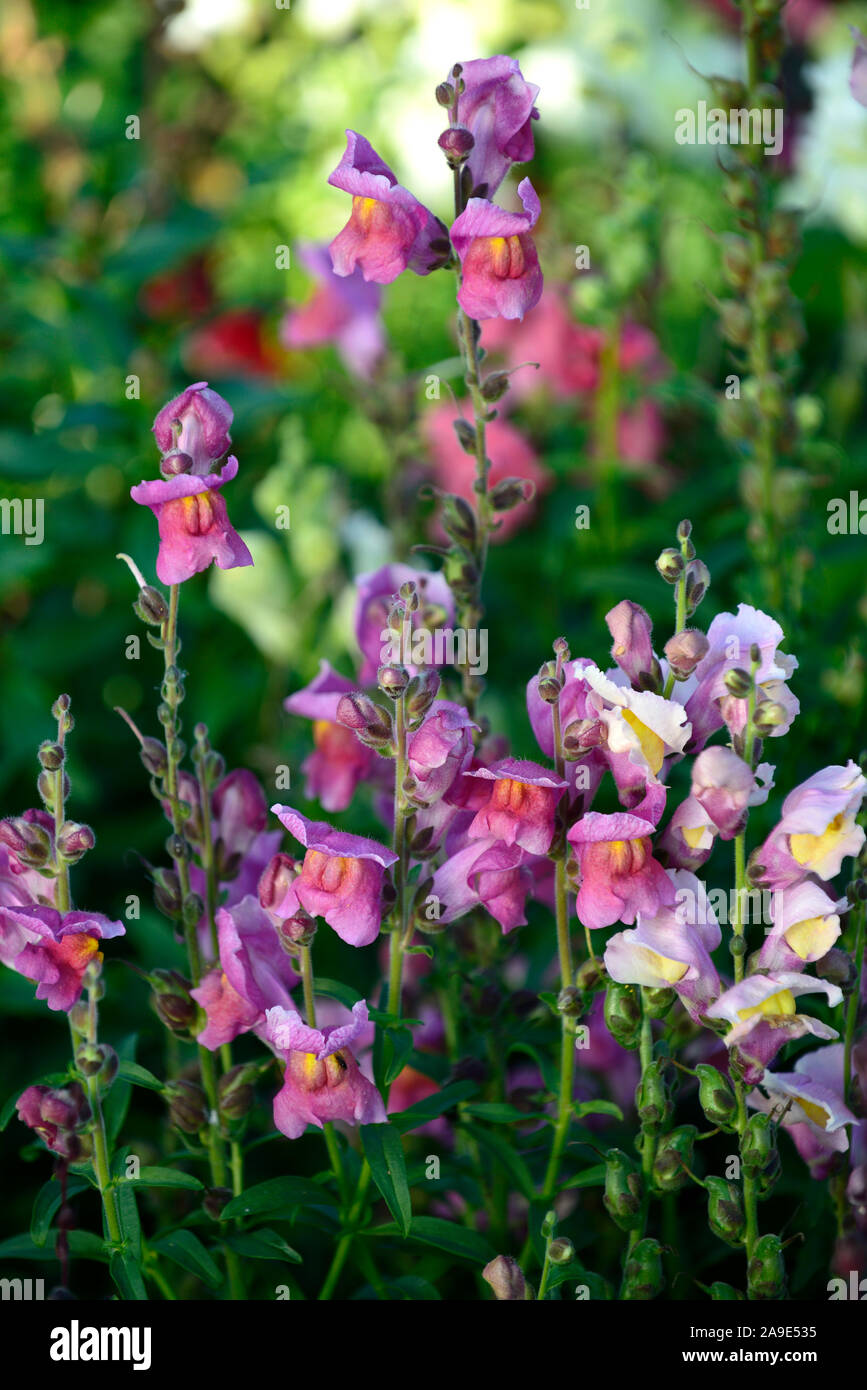 Antirrhinum majus,snapdragon,snapdragons,purple, pink, flowers, blooms ,blossoms, annuals, bedding plants,annual plants,RM Floral Stock Photo