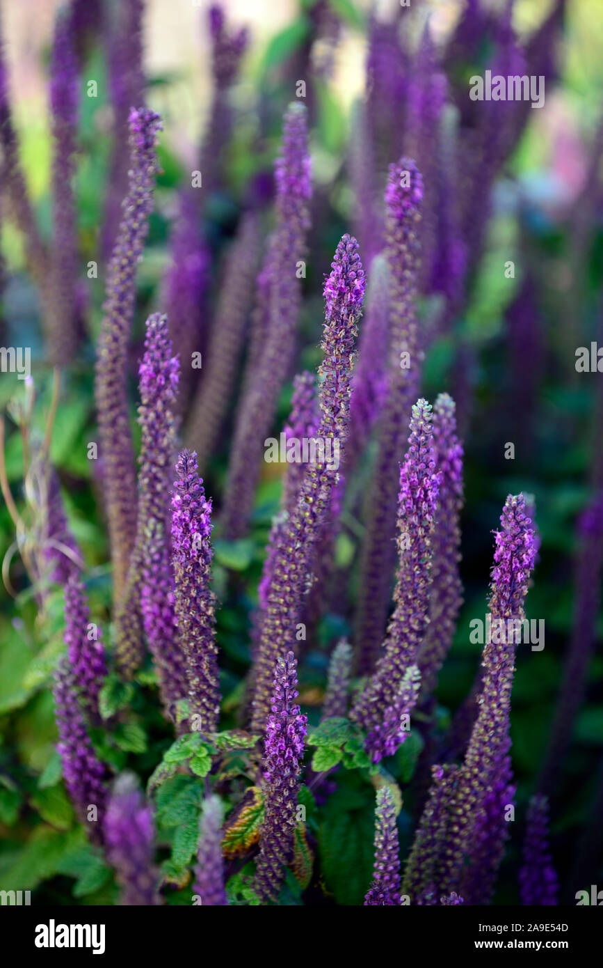 teucrium hircanicum purple tails,Germander Wood Sage,flower spike,spires,perennials,fragrant,scented,RM Floral Stock Photo