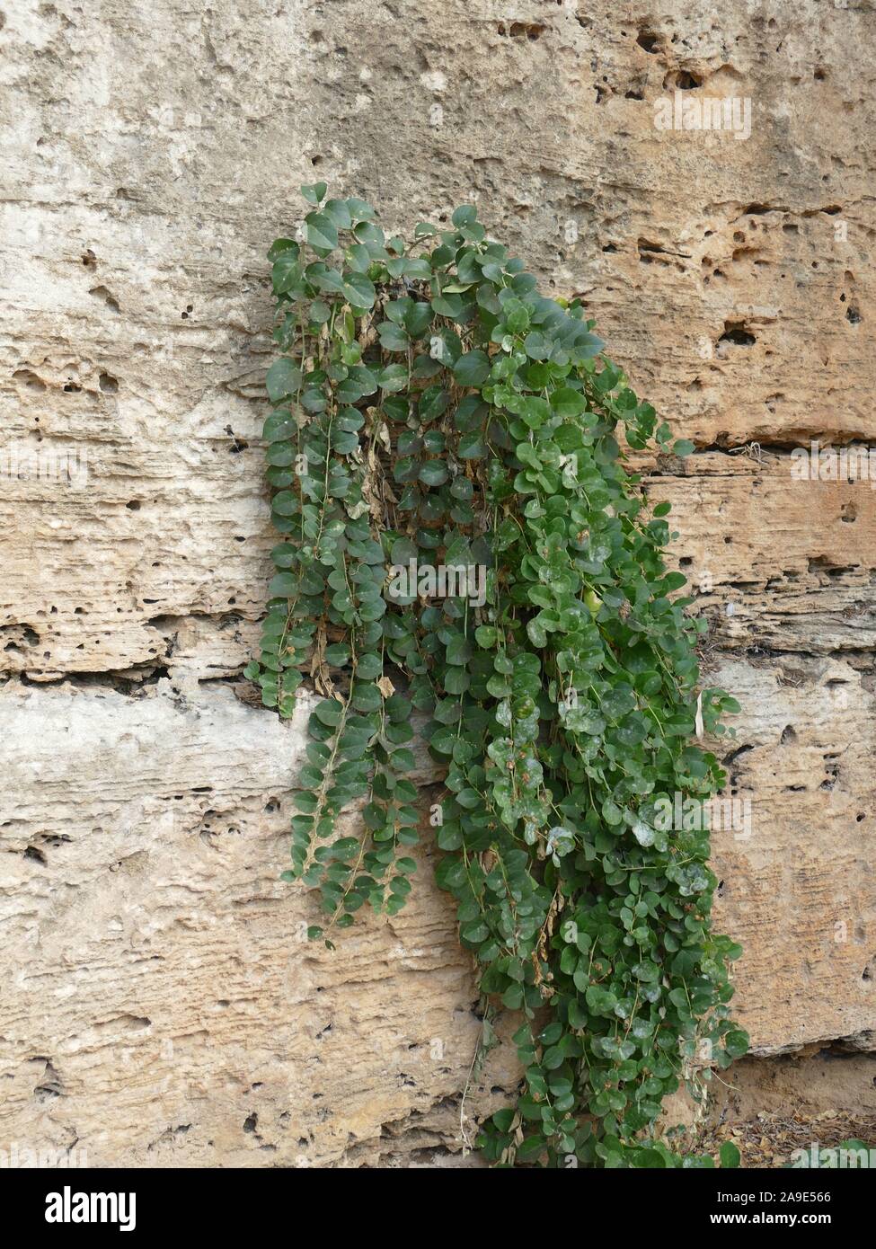 Wild capers growing in a limestone wall Stock Photo Alamy