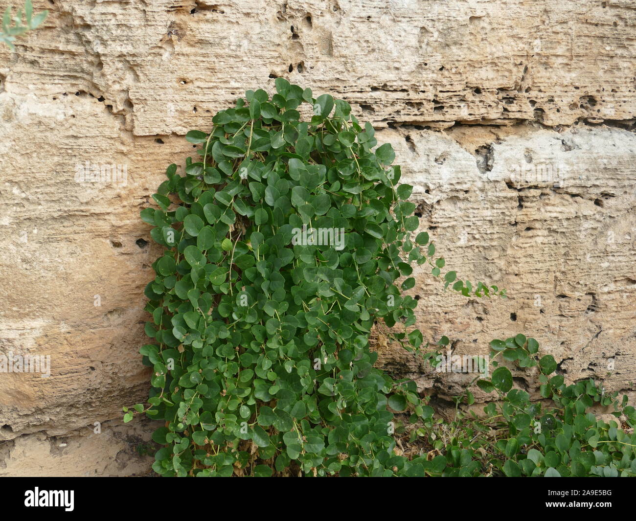 Wild capers growing in a limestone wall Stock Photo Alamy