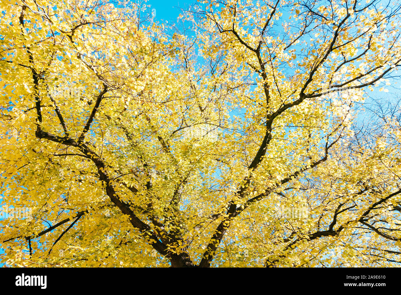 Beeches  in yellow bright autumn colours Stock Photo