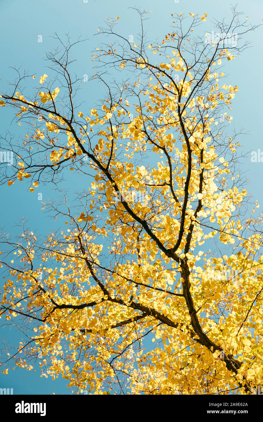 Beeches  in yellow bright autumn colours Stock Photo