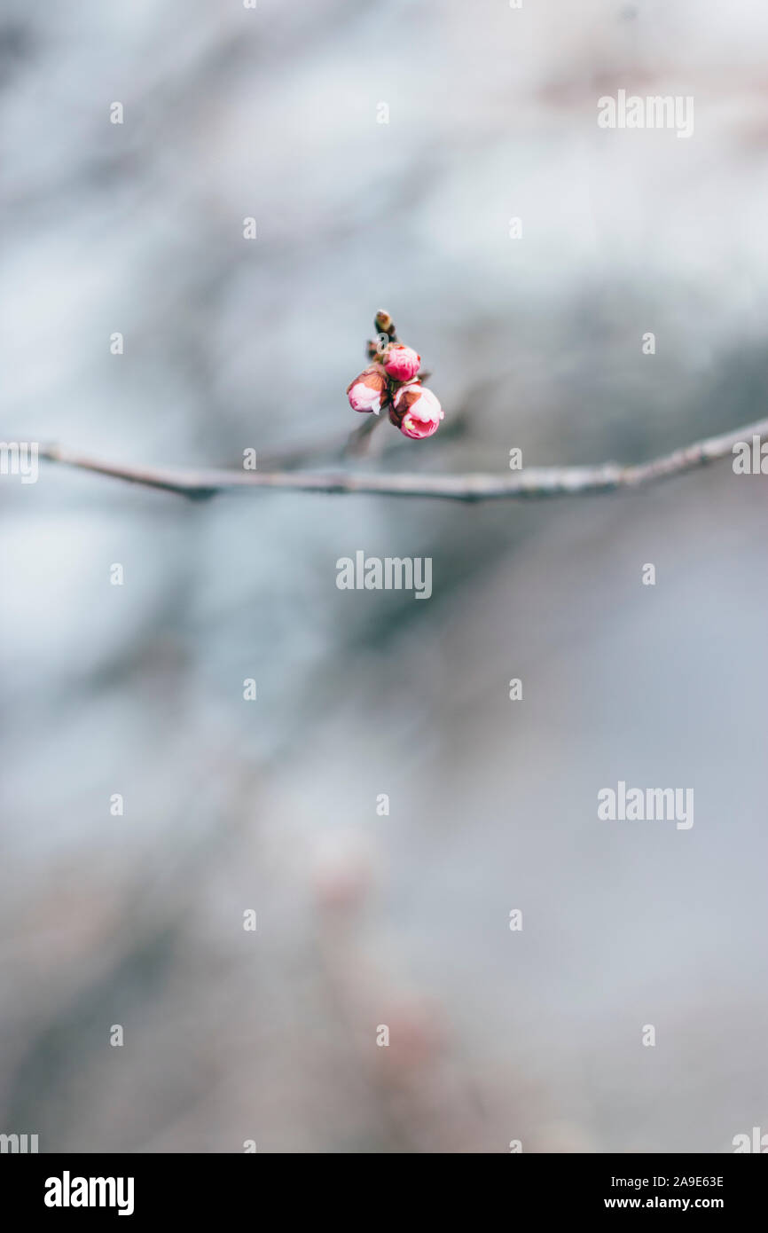 Backlit pink flowers buds hi-res stock photography and images - Alamy