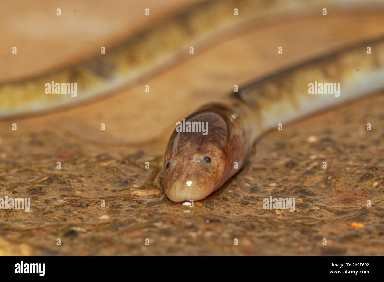Fresh Water Eel seen at Mahabaleshwar,Maharashtra,India Stock Photo Alamy