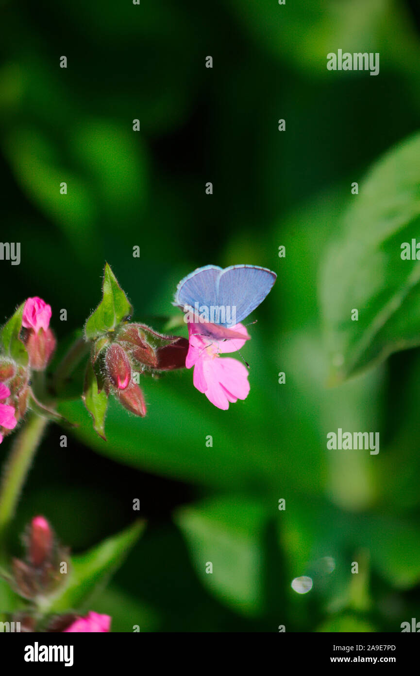 Holly Blue butterfly - Celastrina argiolus Stock Photo