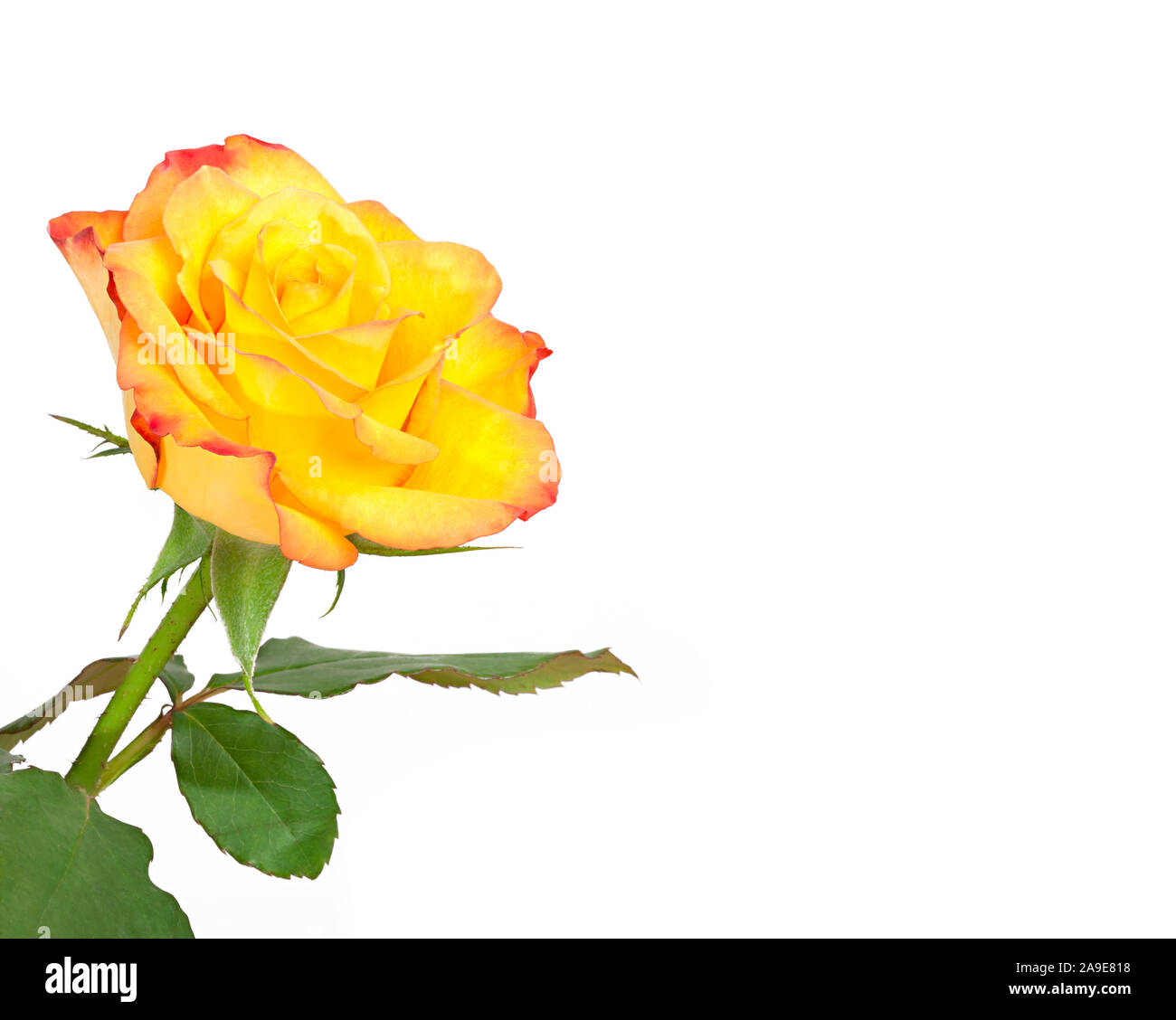 An image of a nice yellow rose Stock Photo - Alamy