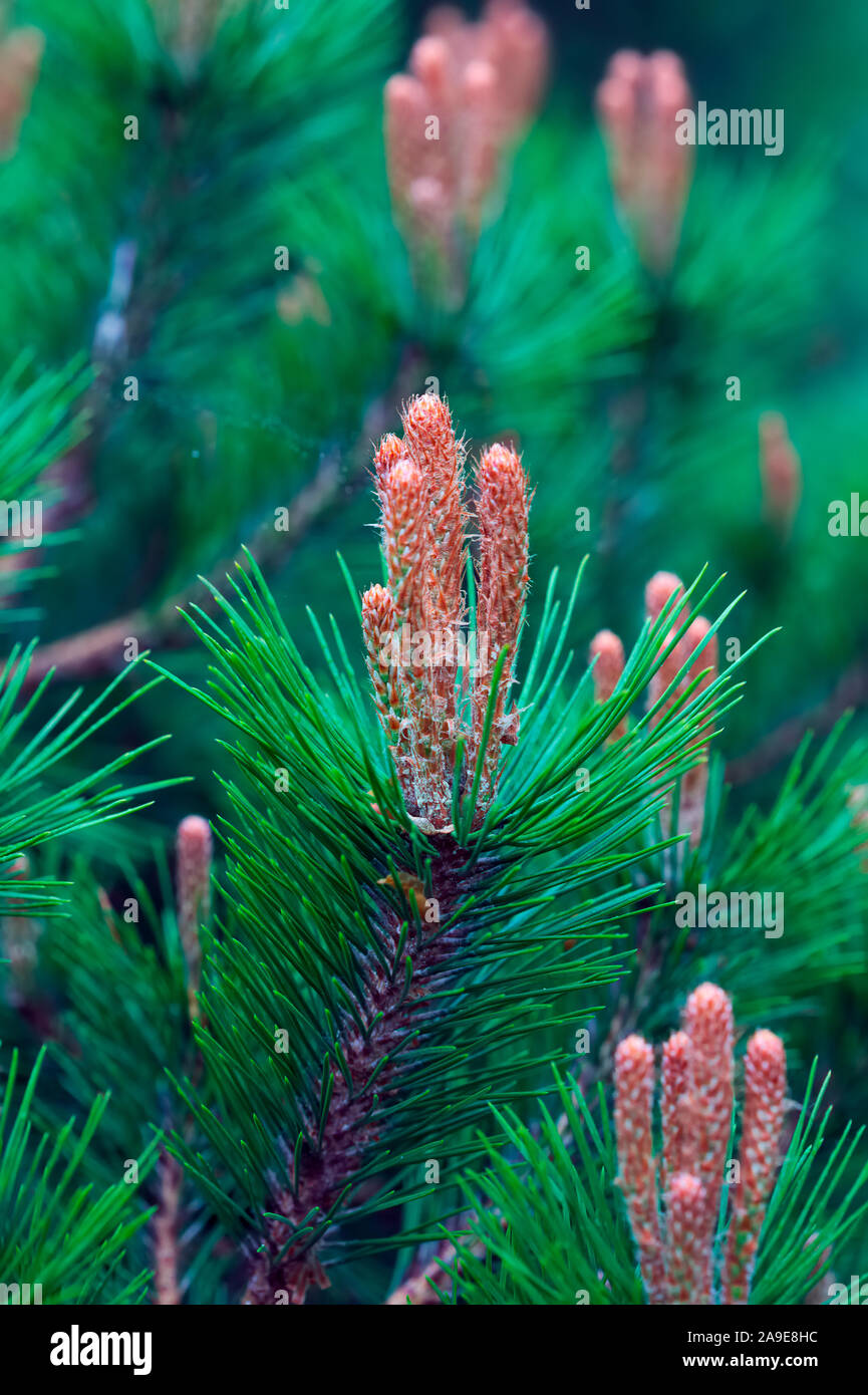 Pinus densiflora 'Low Glow' new growth Stock Photo