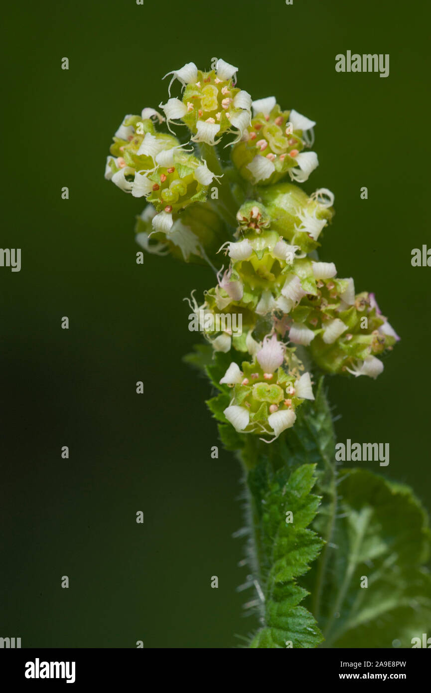 Tellima grandiflora,Falsche Alraunwurzel, Fransenbecher,Fringe Cups Stock Photo