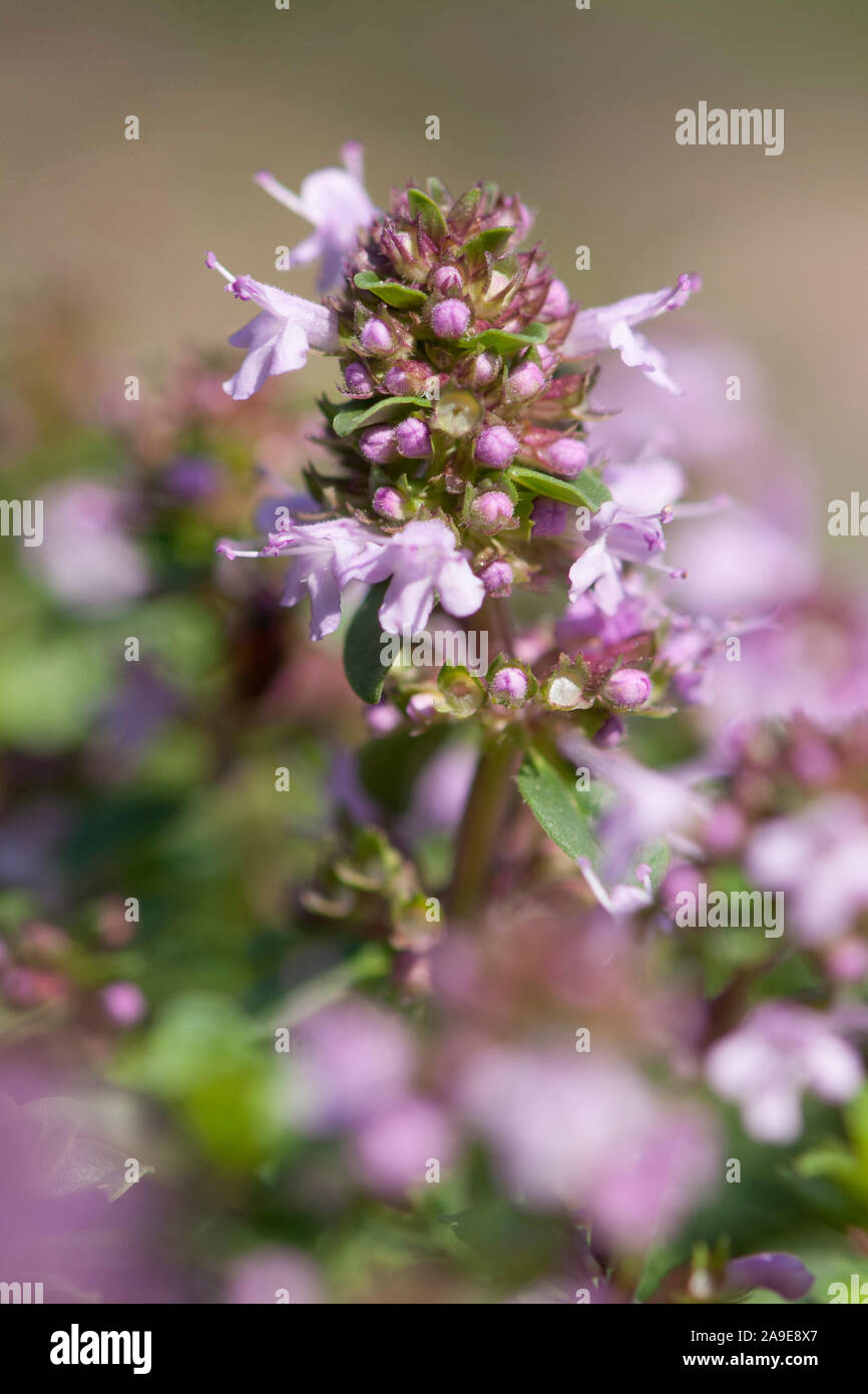 Thymus pulegioides,Gewoehnlicher Thymian,Lemon thyme Stock Photo Alamy