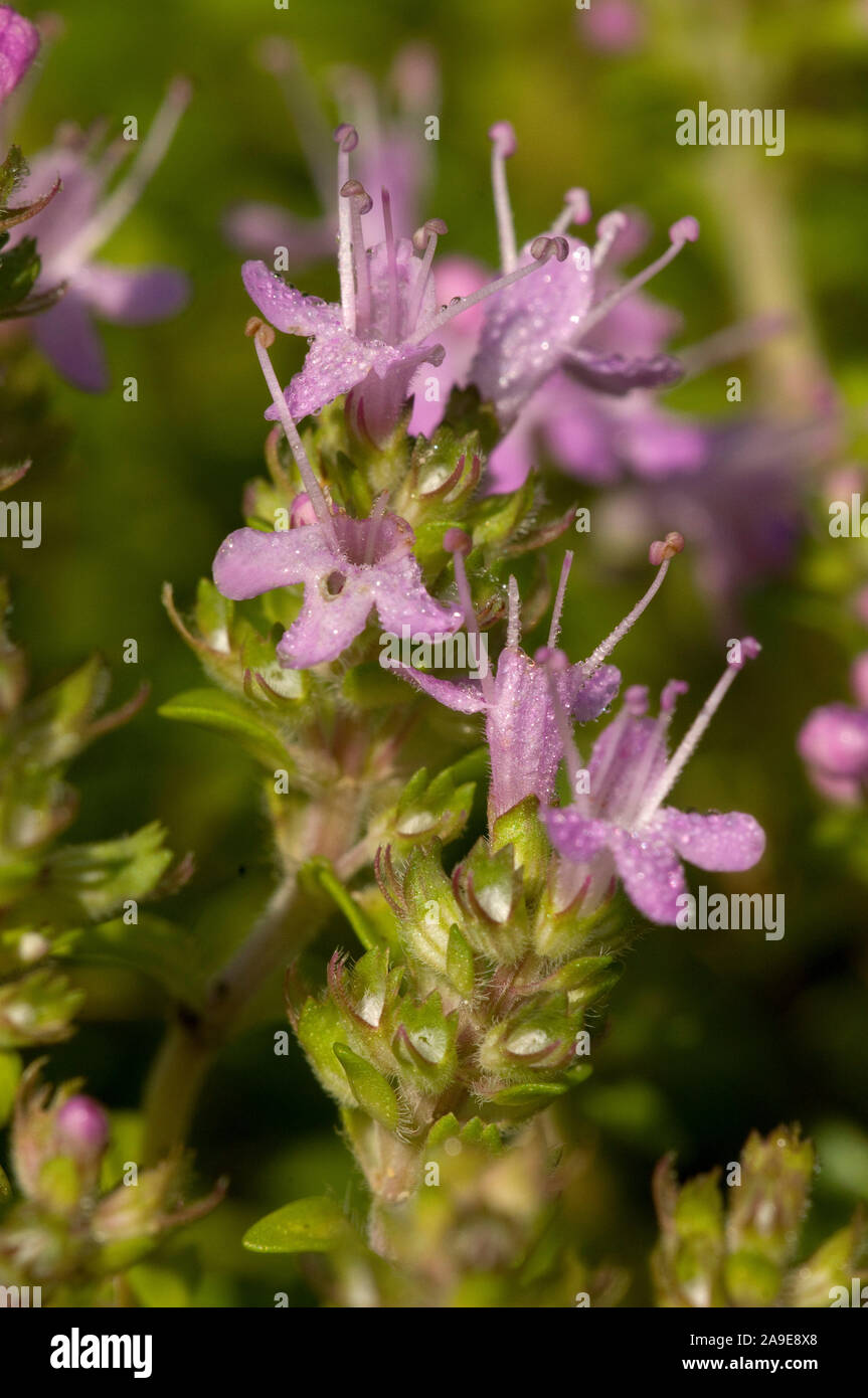 The sand thyme thymus serpyllum hires stock photography and images Alamy