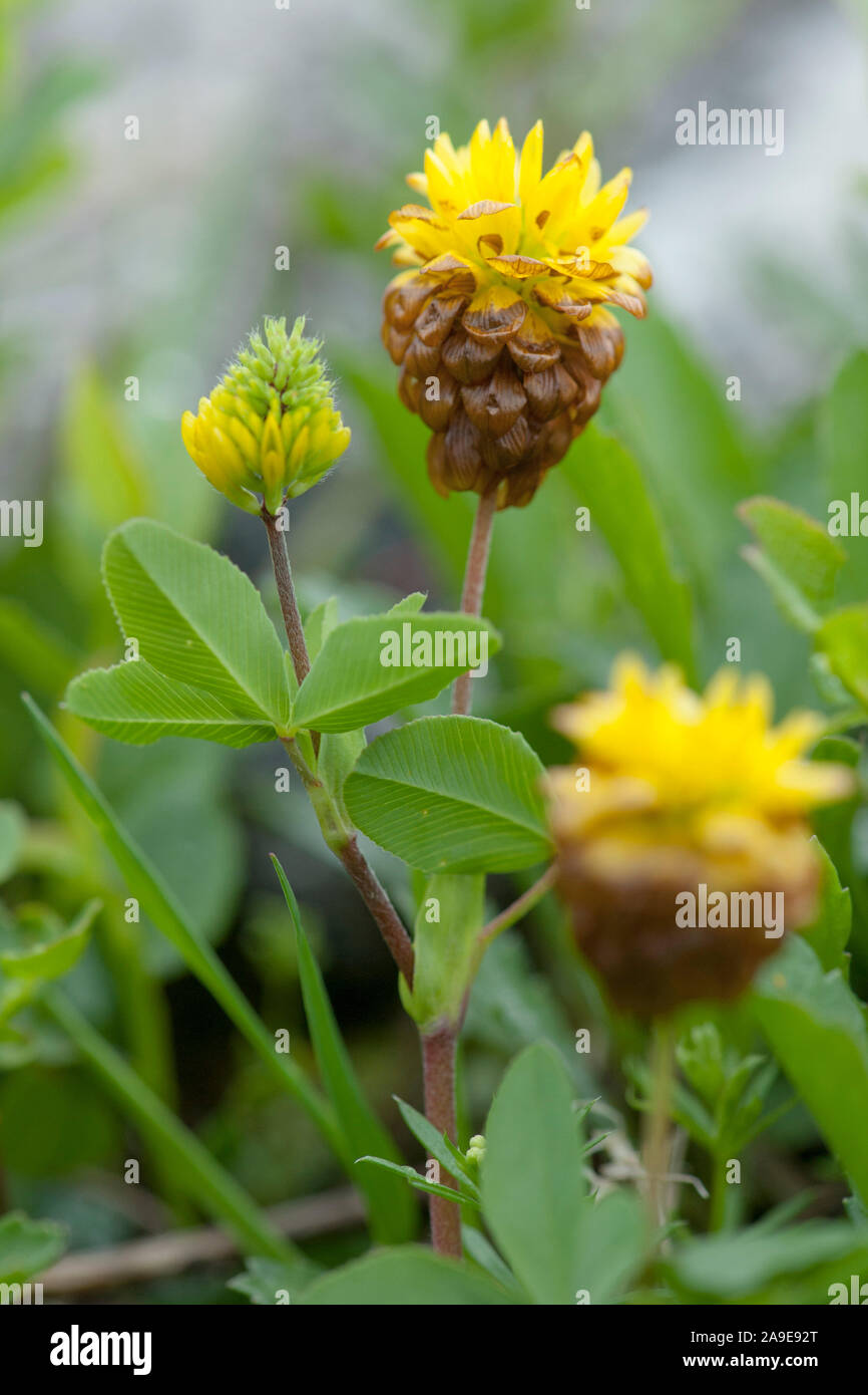 Trifolium badium,Braun-Klee,Brown clover Stock Photo