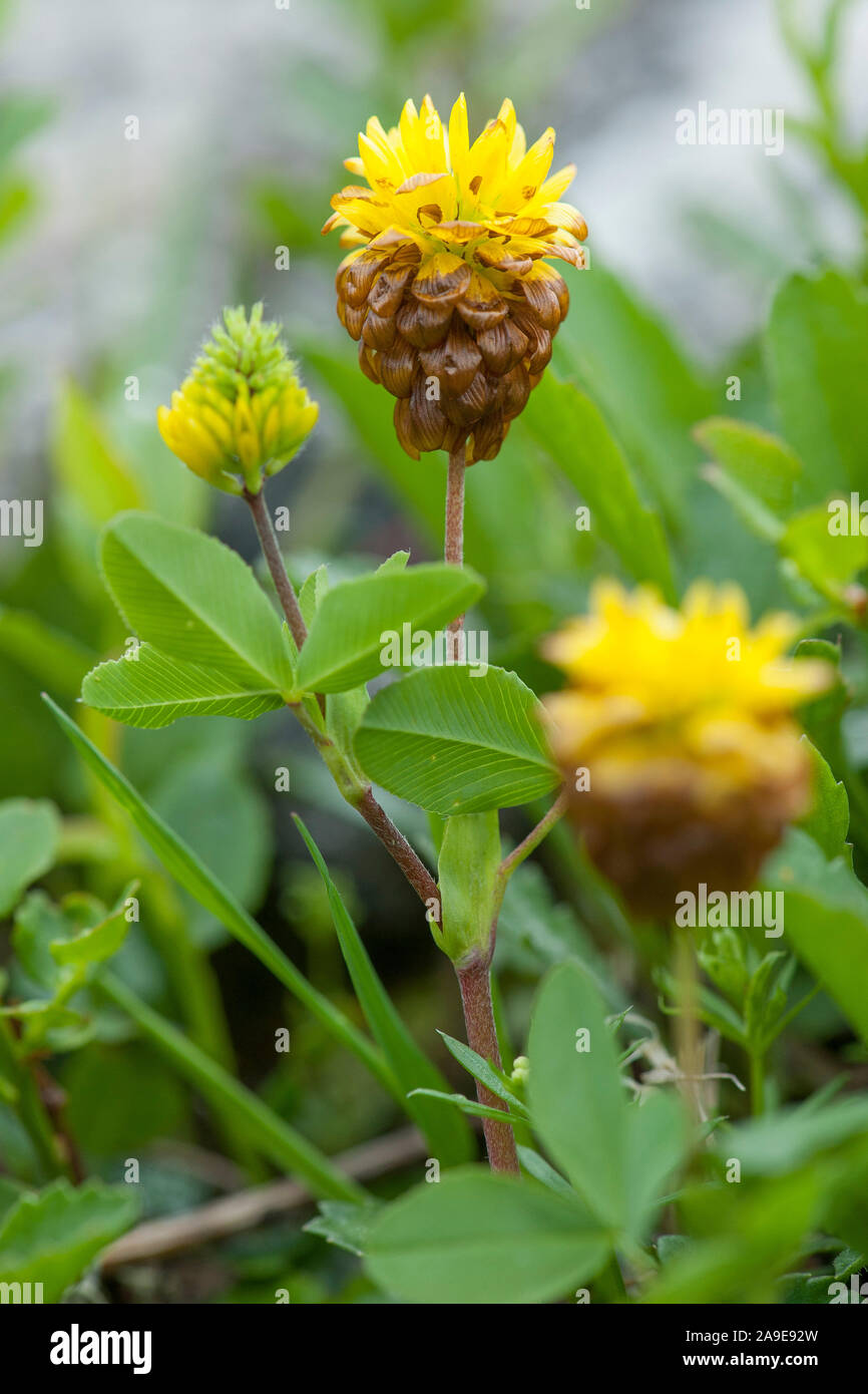 Trifolium badium,Braun-Klee,Brown clover Stock Photo