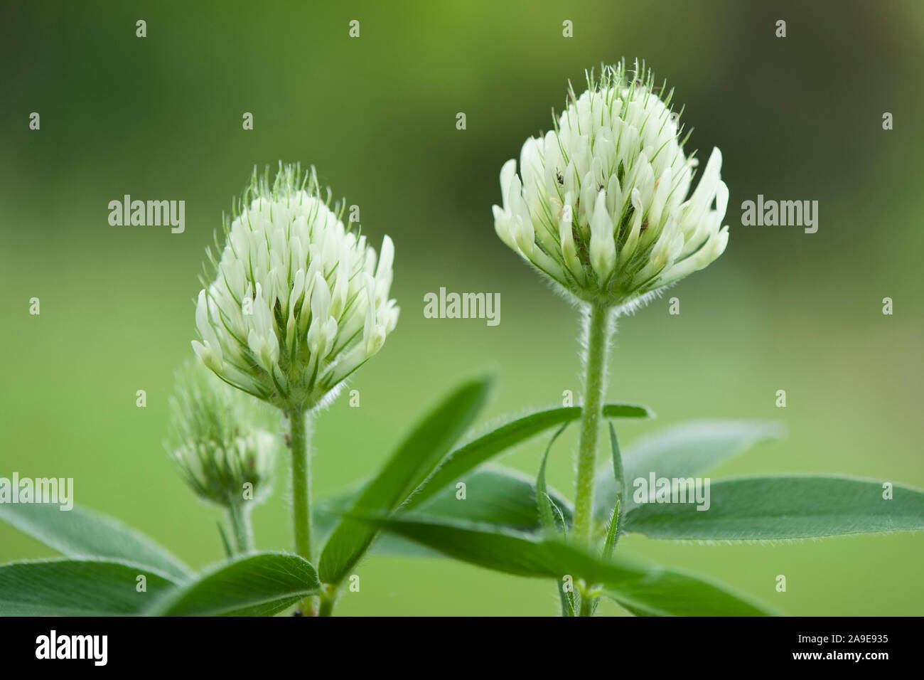 Trifolium pannonicum,Pannonischer Klee,Hungarian Clover Stock Photo