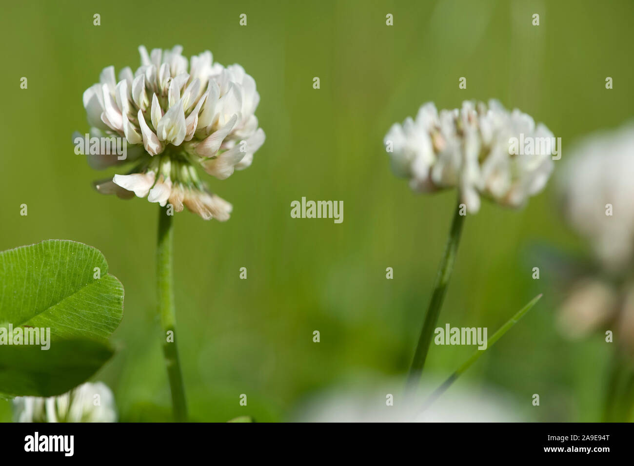 Trifolium repens,Kriechender Klee,LaemmerKlee,WeissKlee,Dutch clover