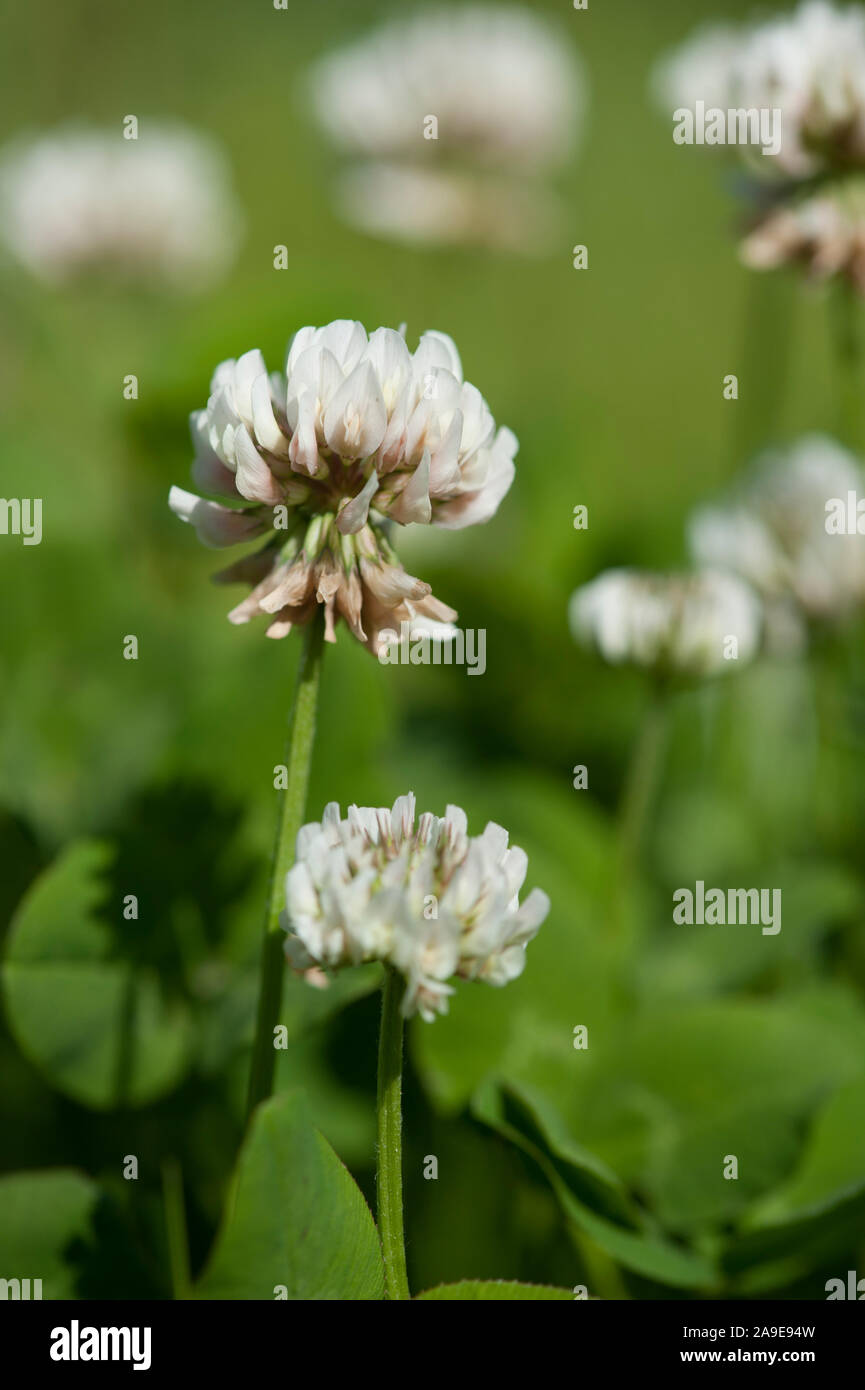 Trifolium repens,Kriechender Klee,LaemmerKlee,WeissKlee,Dutch clover
