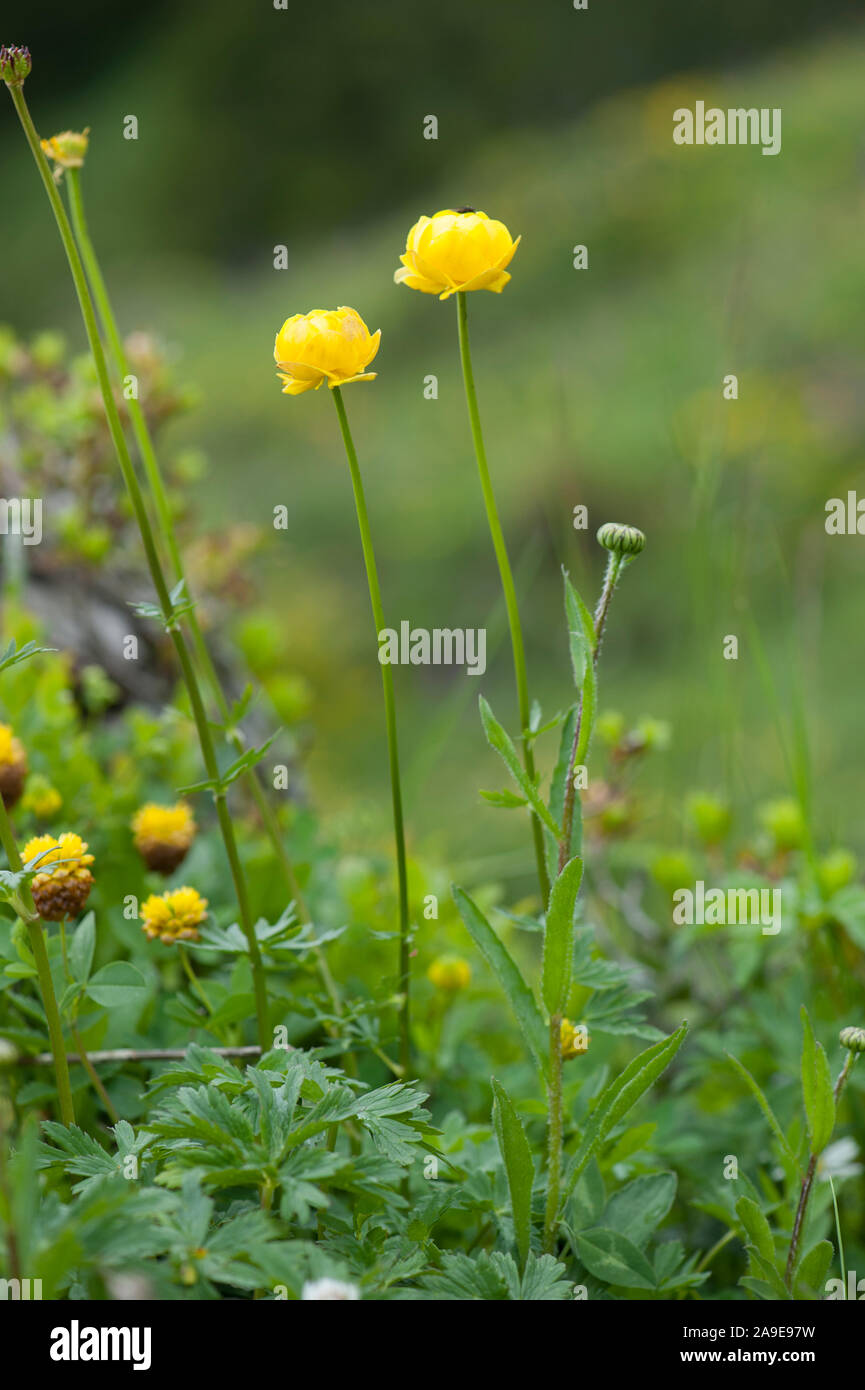 Trollblume hires stock photography and images Alamy