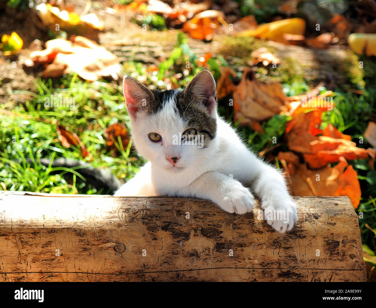 Young cute cat plaing in the garden Stock Photo