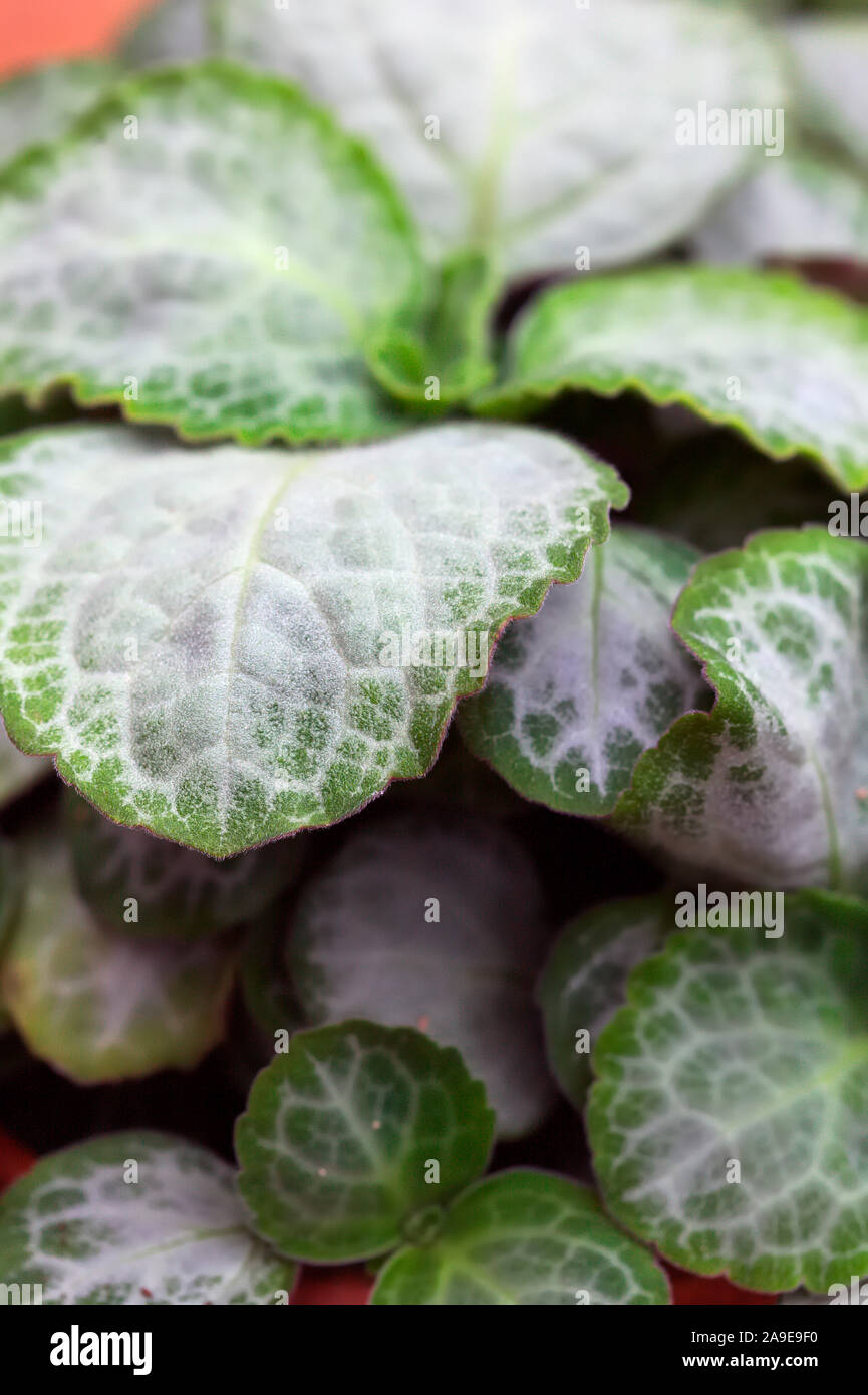 Plectranthus oertendahlii agm hi-res stock photography and images - Alamy